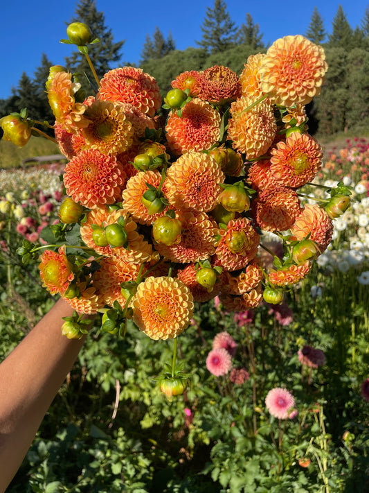 Amber Queen Dahlia Tuber
