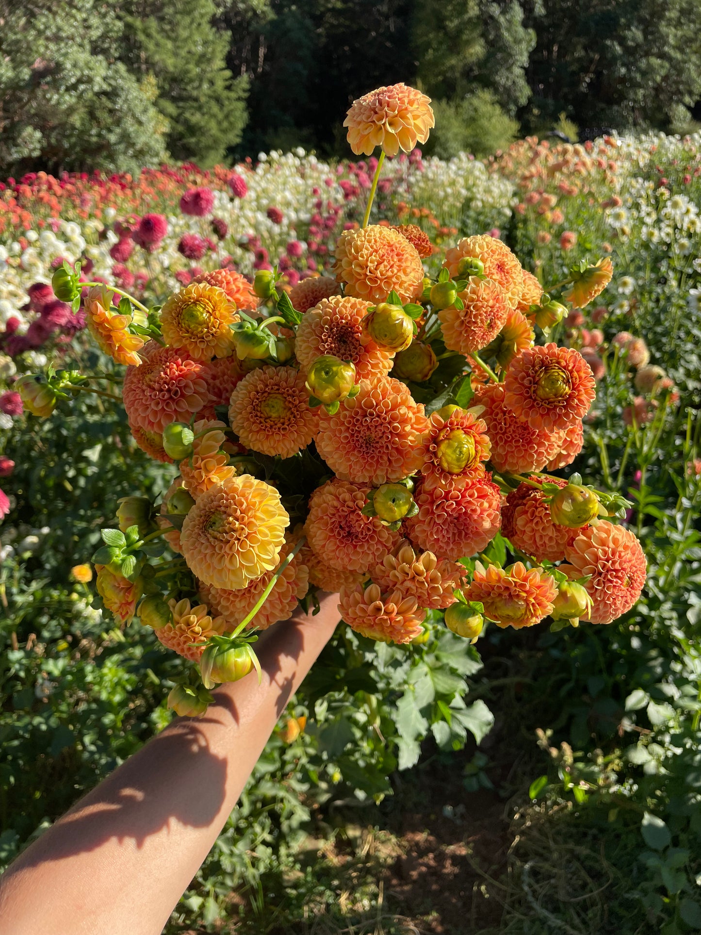 Amber Queen Dahlia Tuber