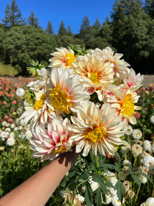 Polka Dahlia Tuber