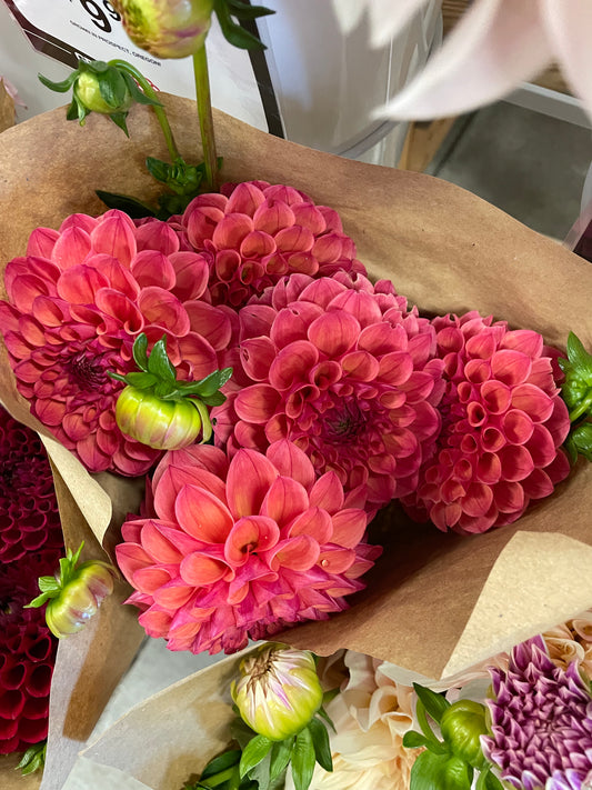Cecil Dahlia Tuber