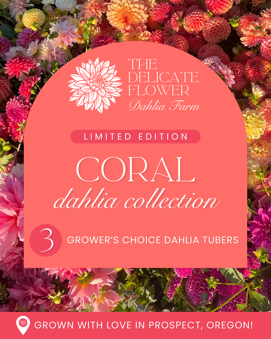 Grower's Choice Dahlia Tuber Collection - Coral Mix