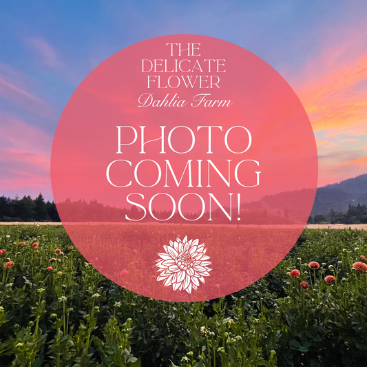 Lakeview Lucky Dahlia Tuber