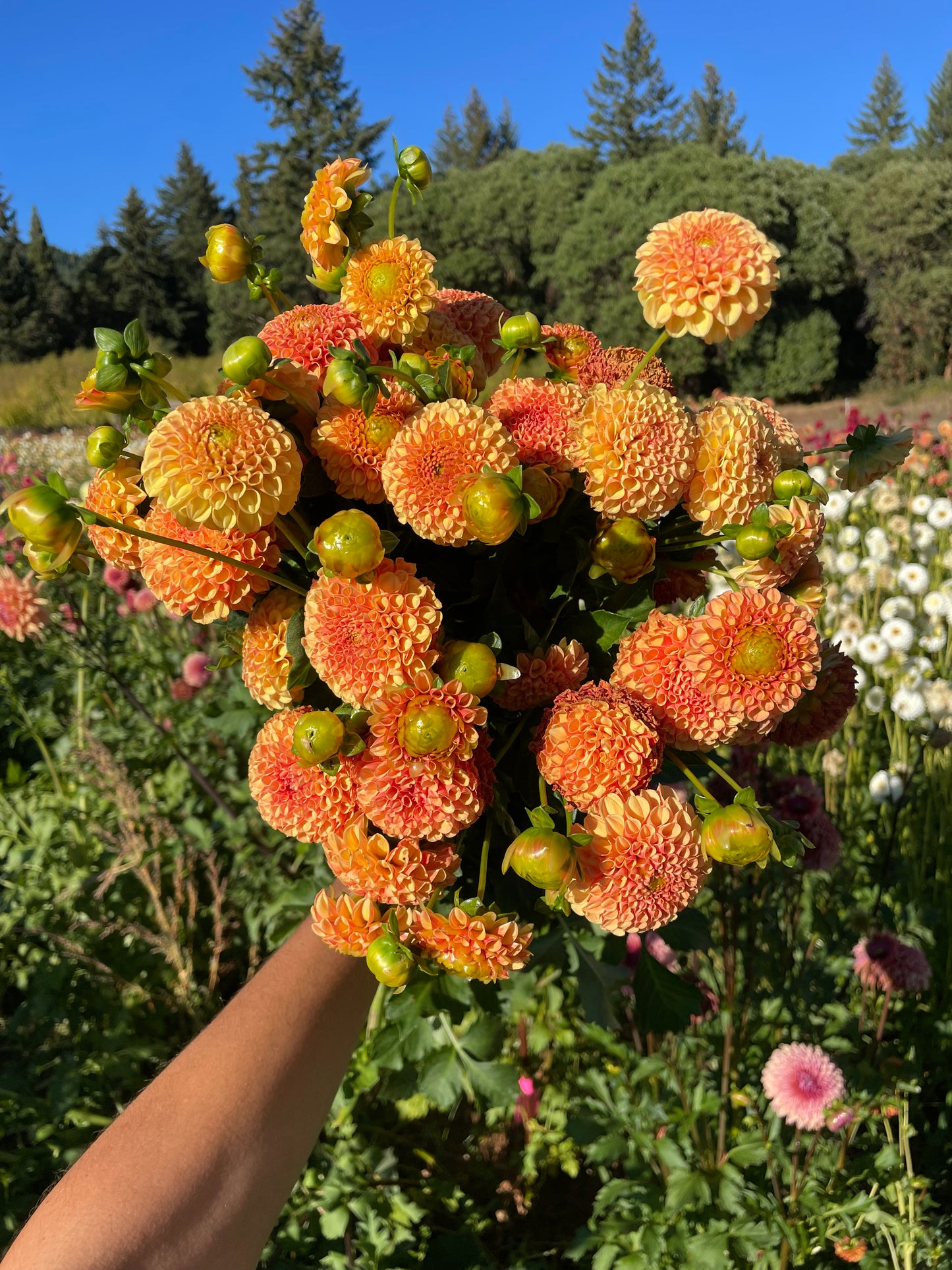Amber Queen Dahlia Tuber