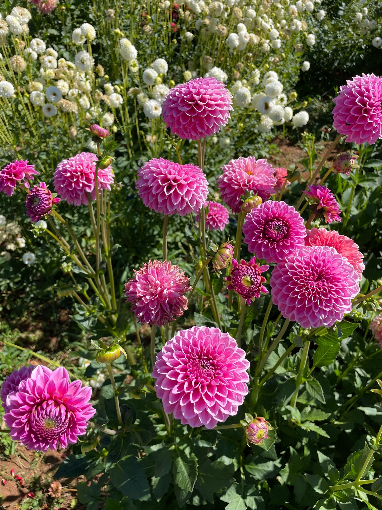 Pink Sylvia Dahlia Tuber