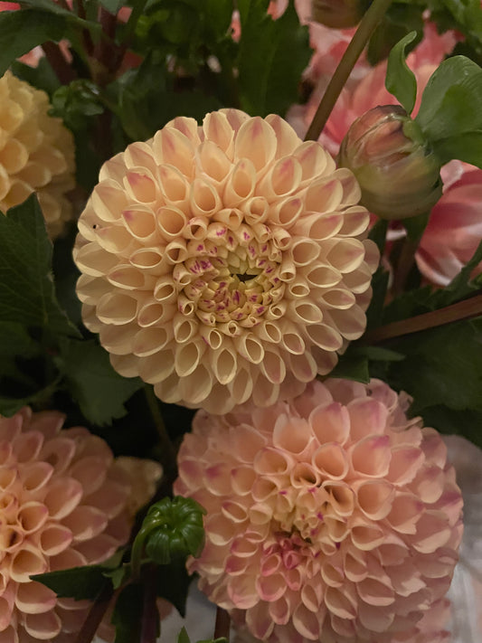 Ferncliff Spice Dahlia Tuber