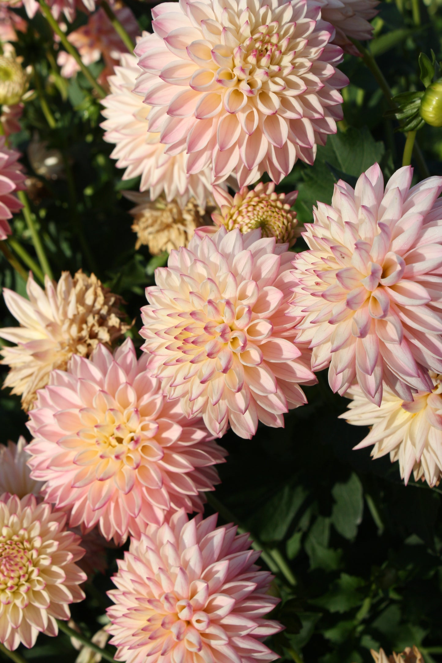 Valley Porcupine Dahlia Tuber