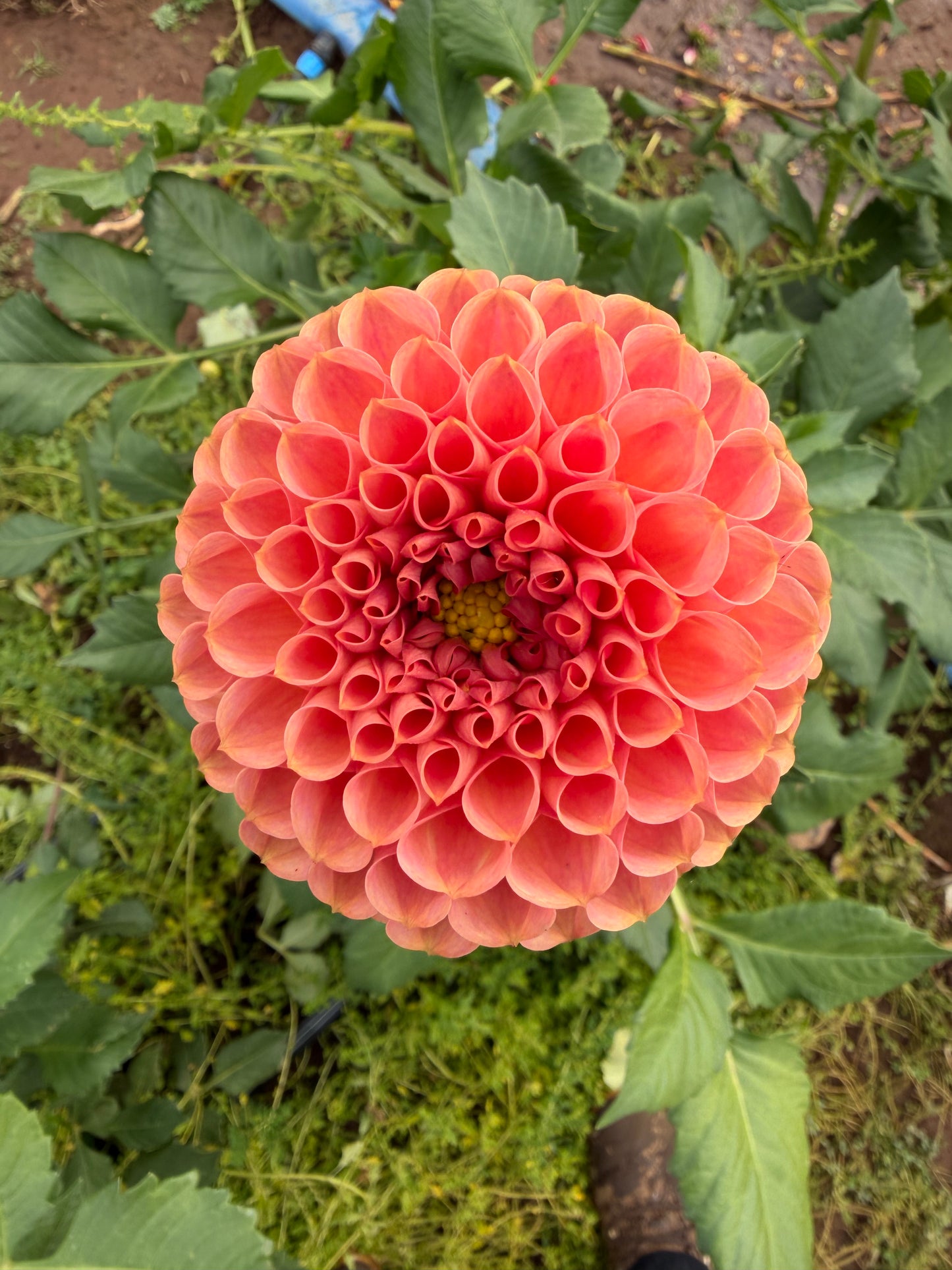 Cornel Bronze Dahlia Tuber