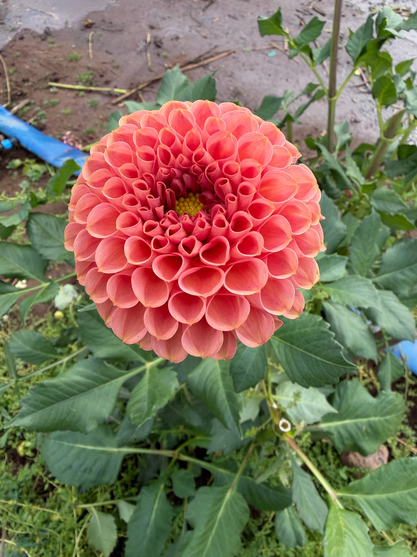 Cornel Bronze Dahlia Tuber