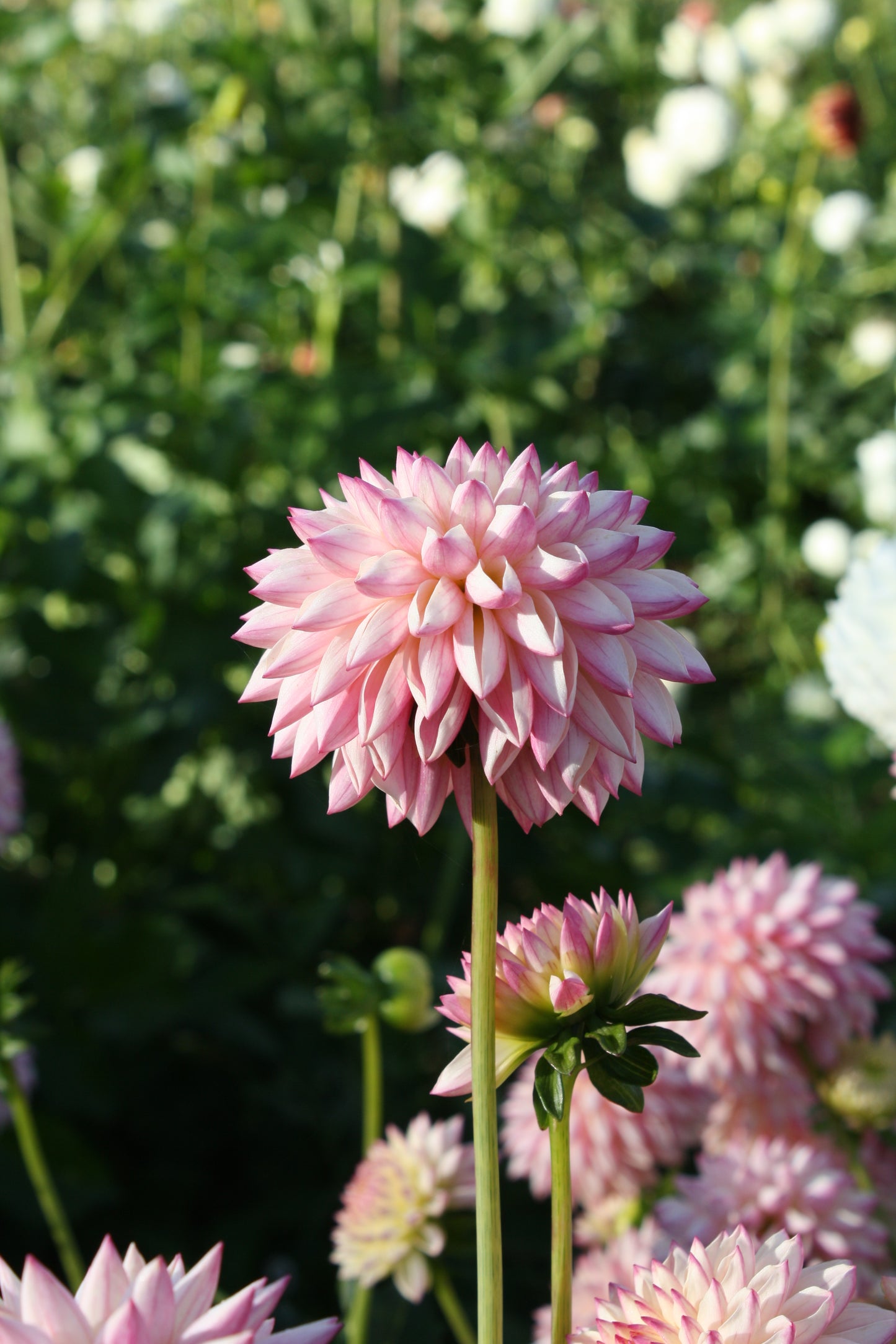 Valley Porcupine Dahlia Tuber