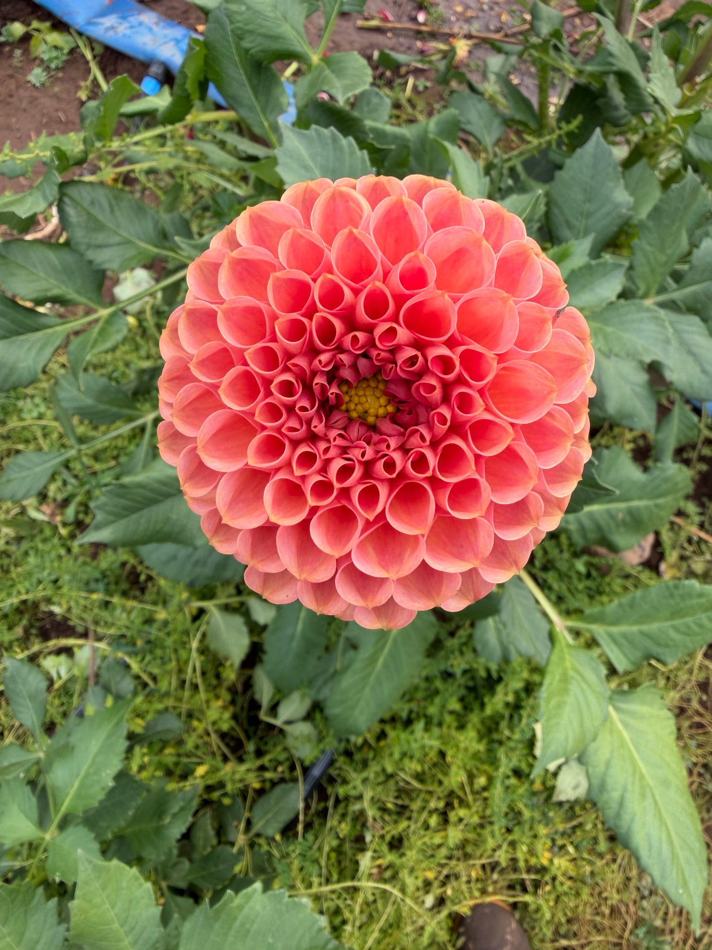 Cornel Bronze Dahlia Tuber