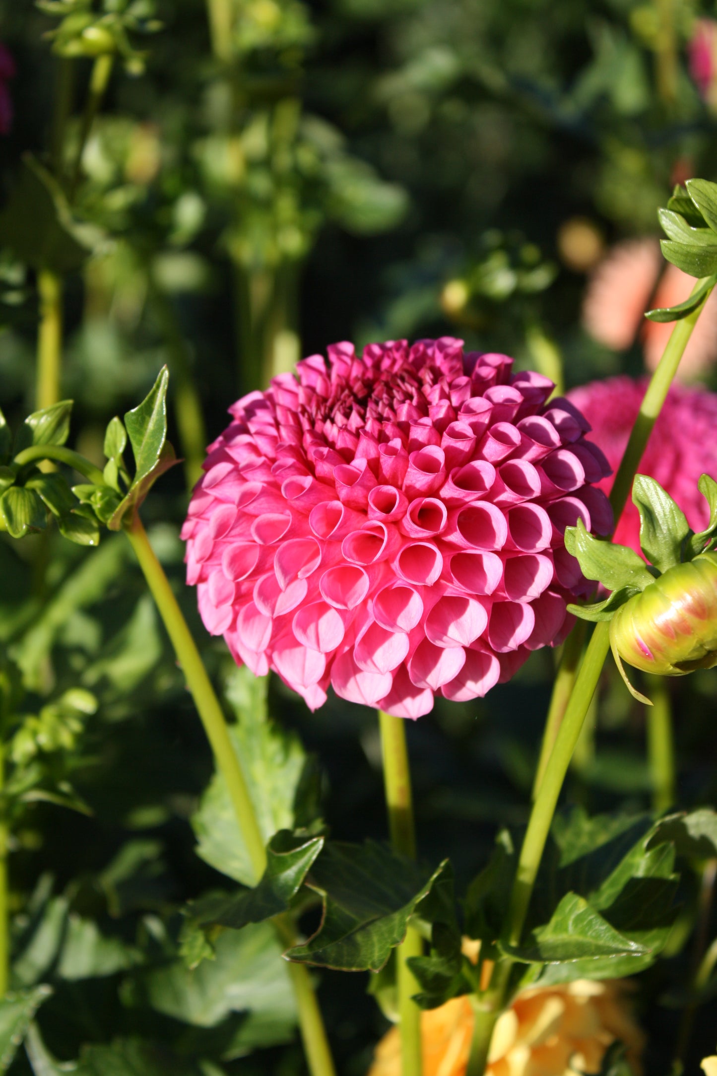 Tahoma April Dahlia Tuber