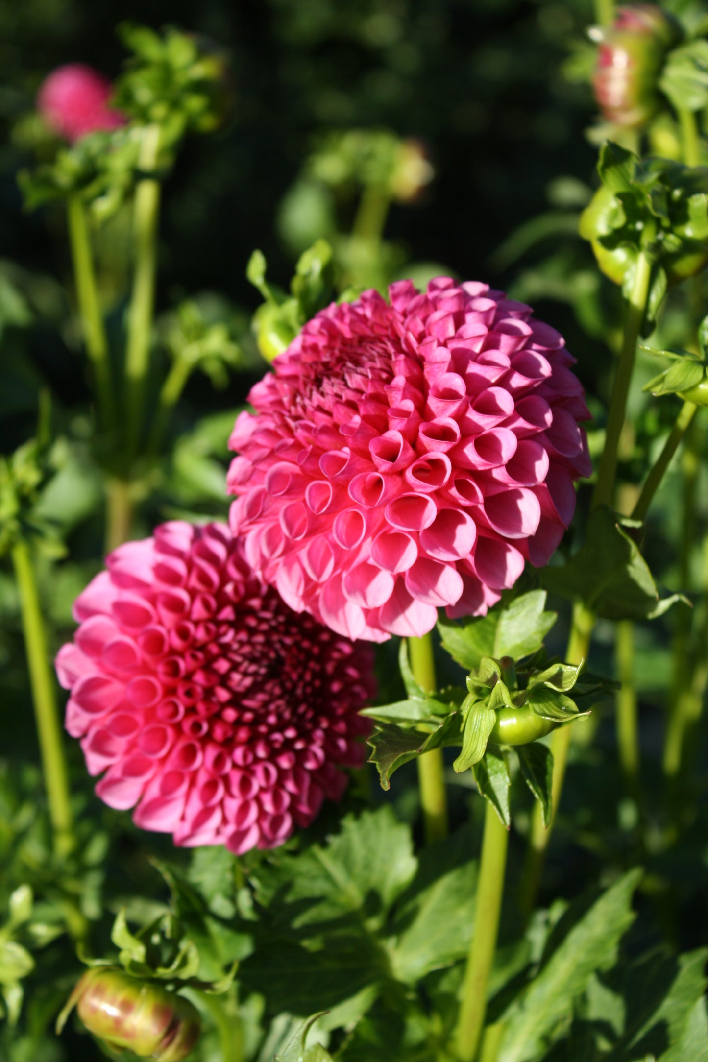 Tahoma April Dahlia Tuber