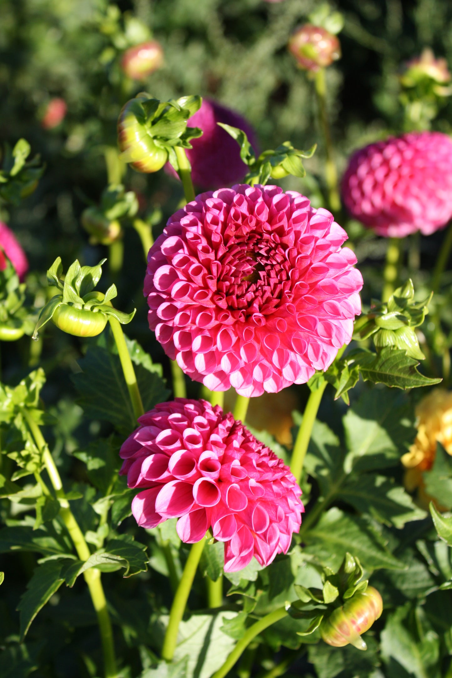 Tahoma April Dahlia Tuber