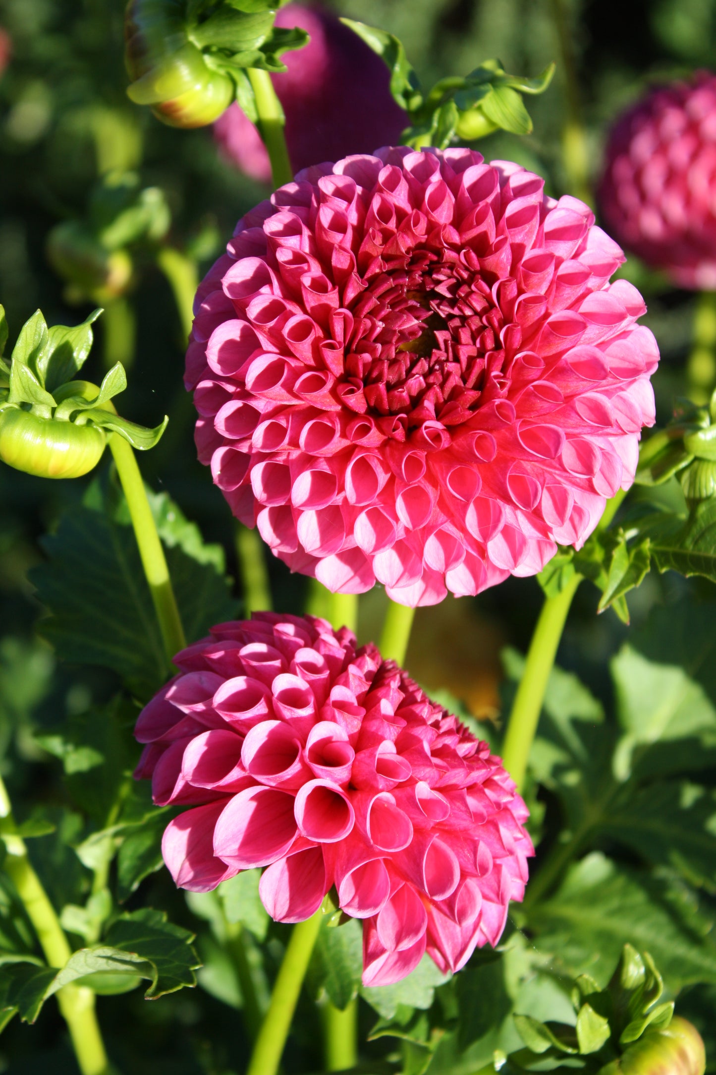 Tahoma April Dahlia Tuber