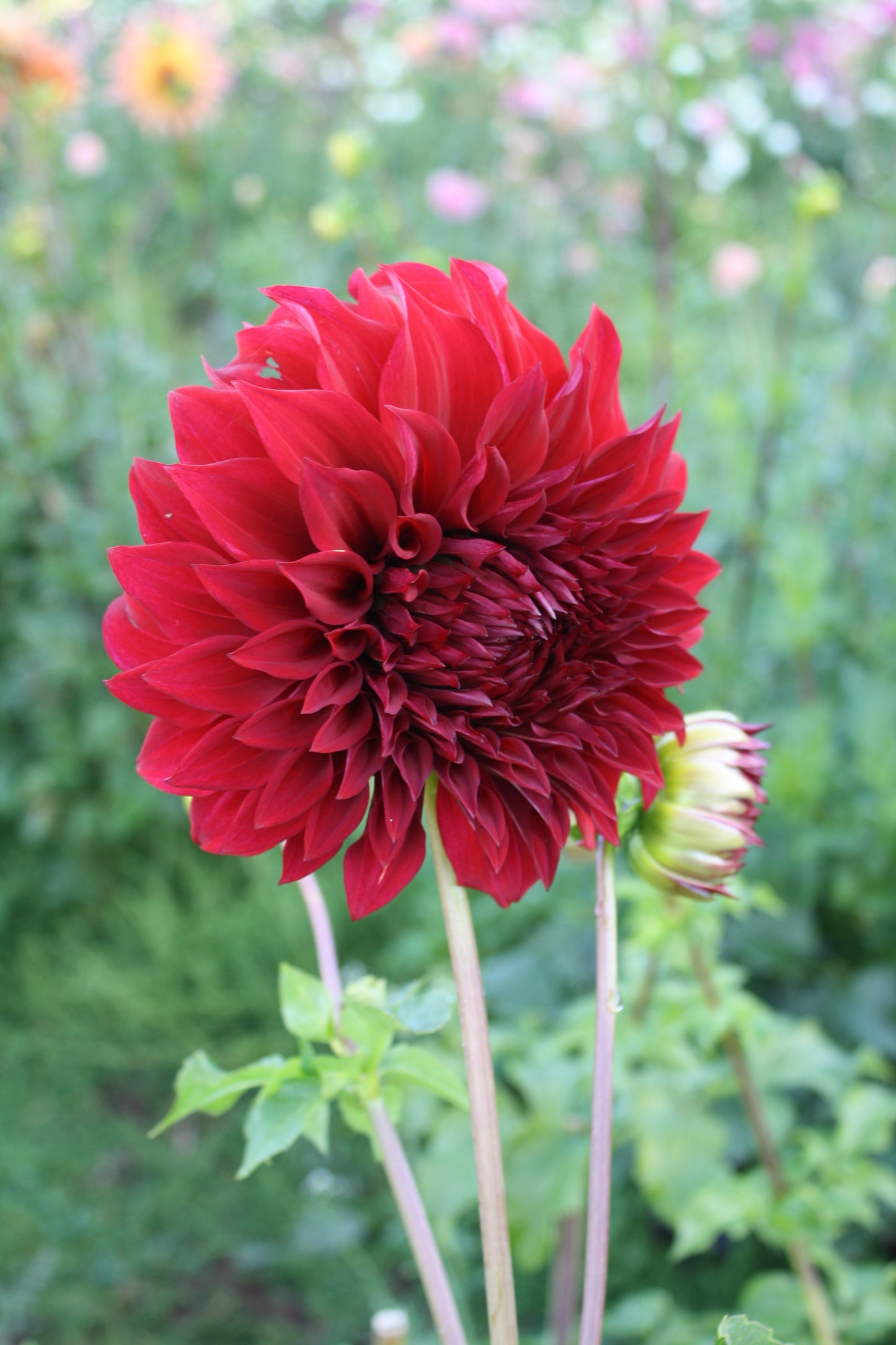 Spartacus Dahlia Tuber