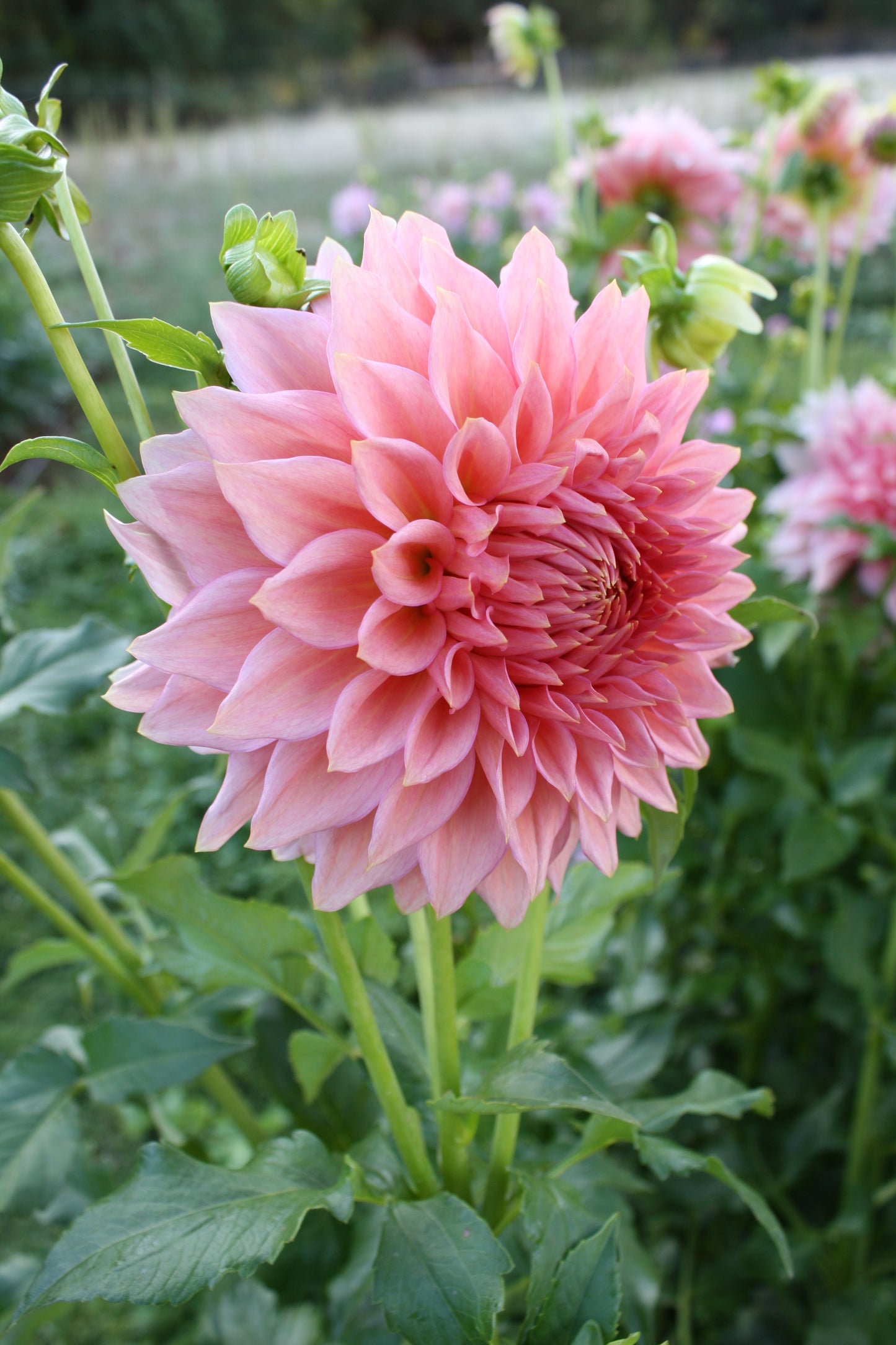 Wyn's Pink Pearl Dahlia Tuber
