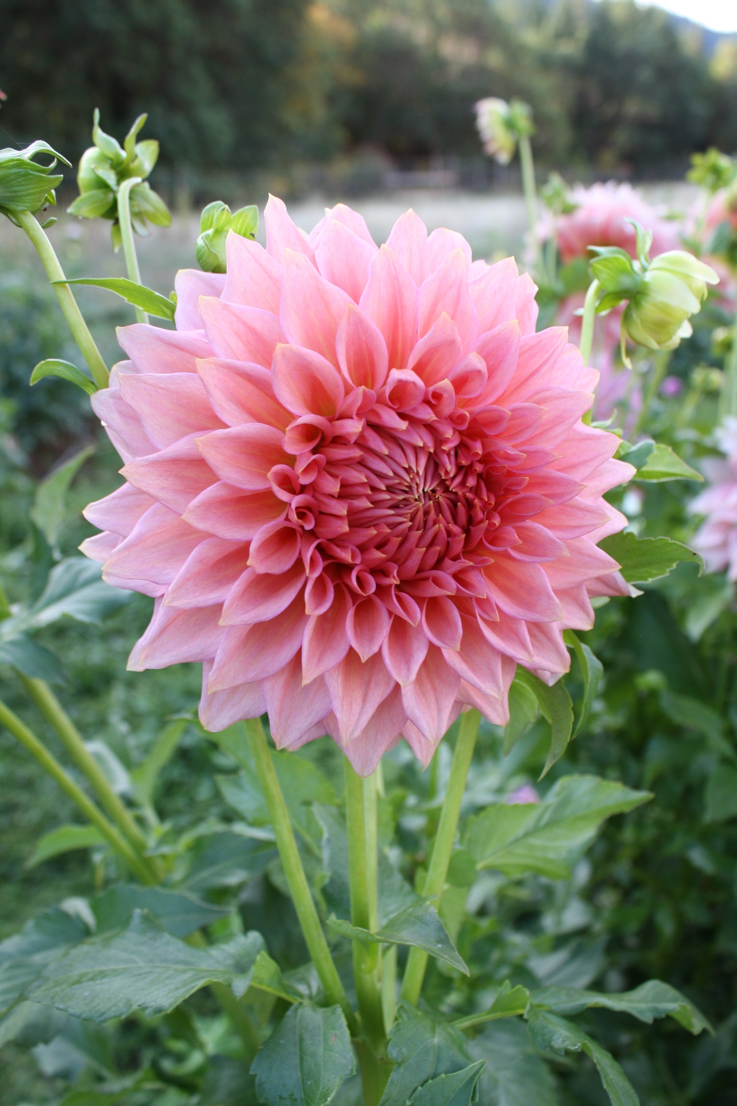 Wyn's Pink Pearl Dahlia Tuber
