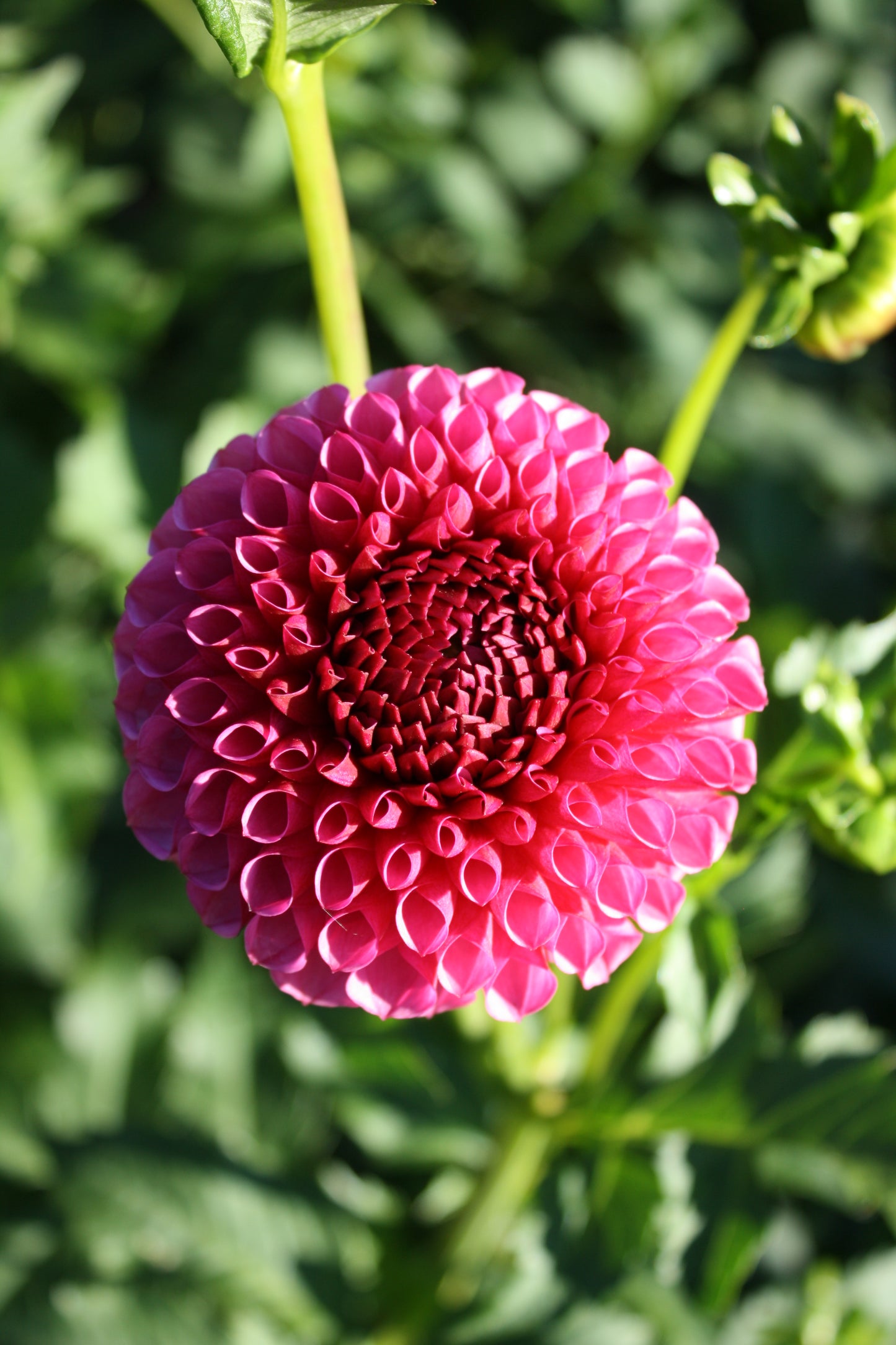 Tahoma April Dahlia Tuber