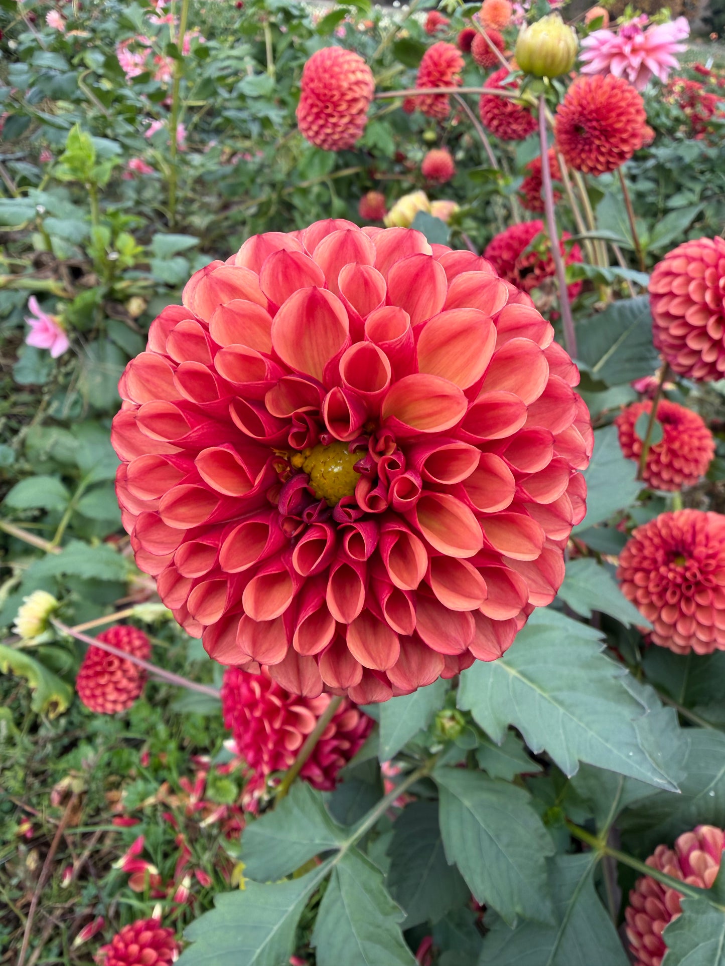 Copper Boy Dahlia Tuber