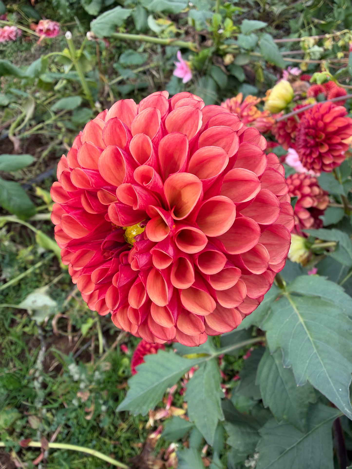 Copper Boy Dahlia Tuber
