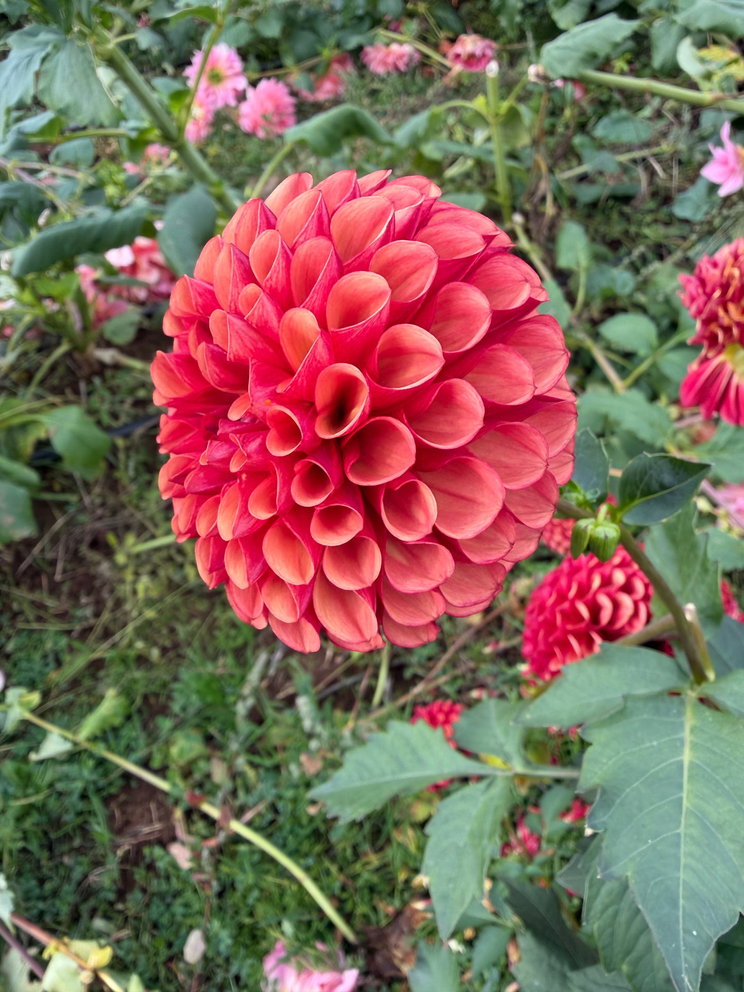 Copper Boy Dahlia Tuber