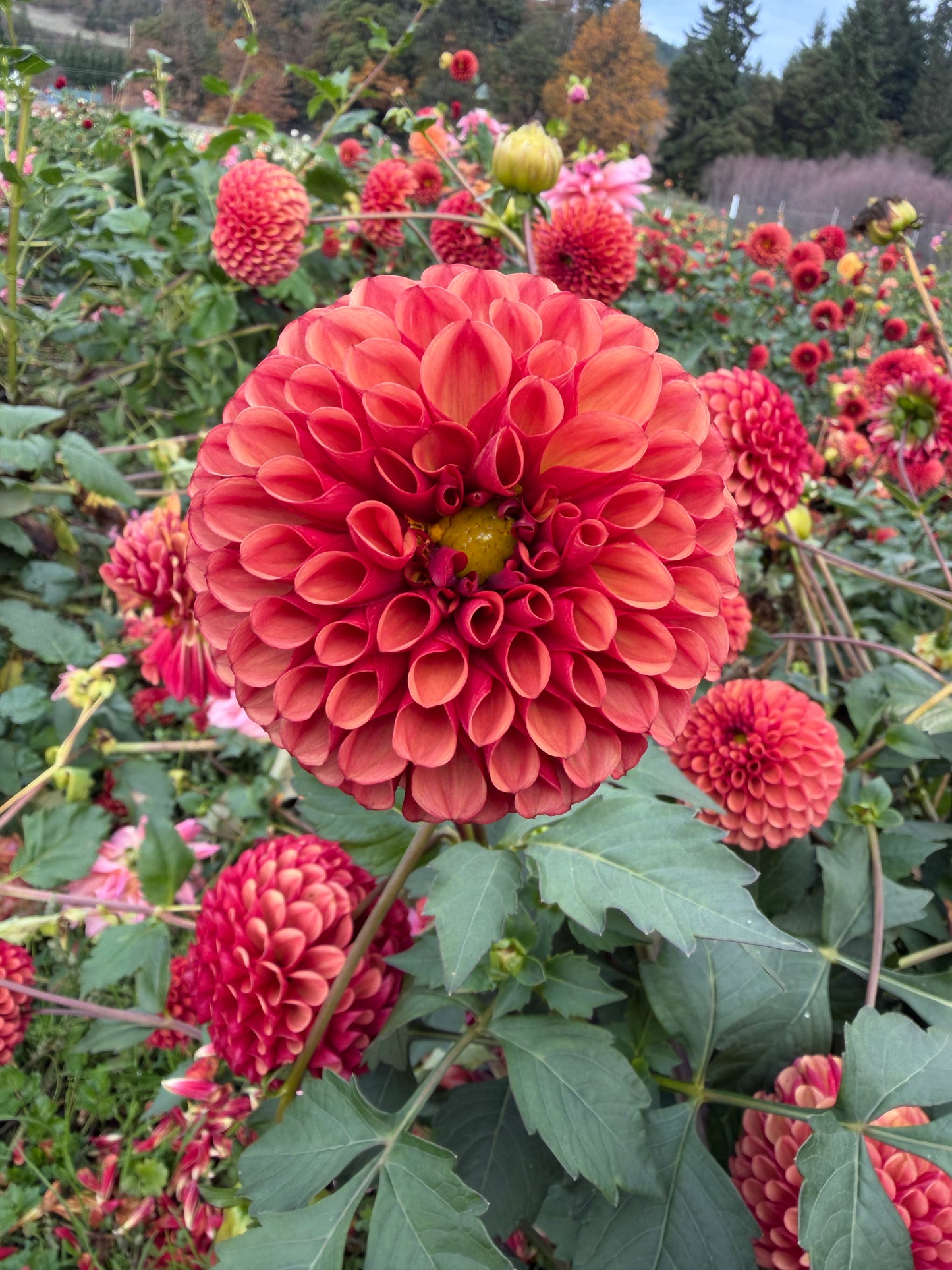 Copper Boy Dahlia Tuber