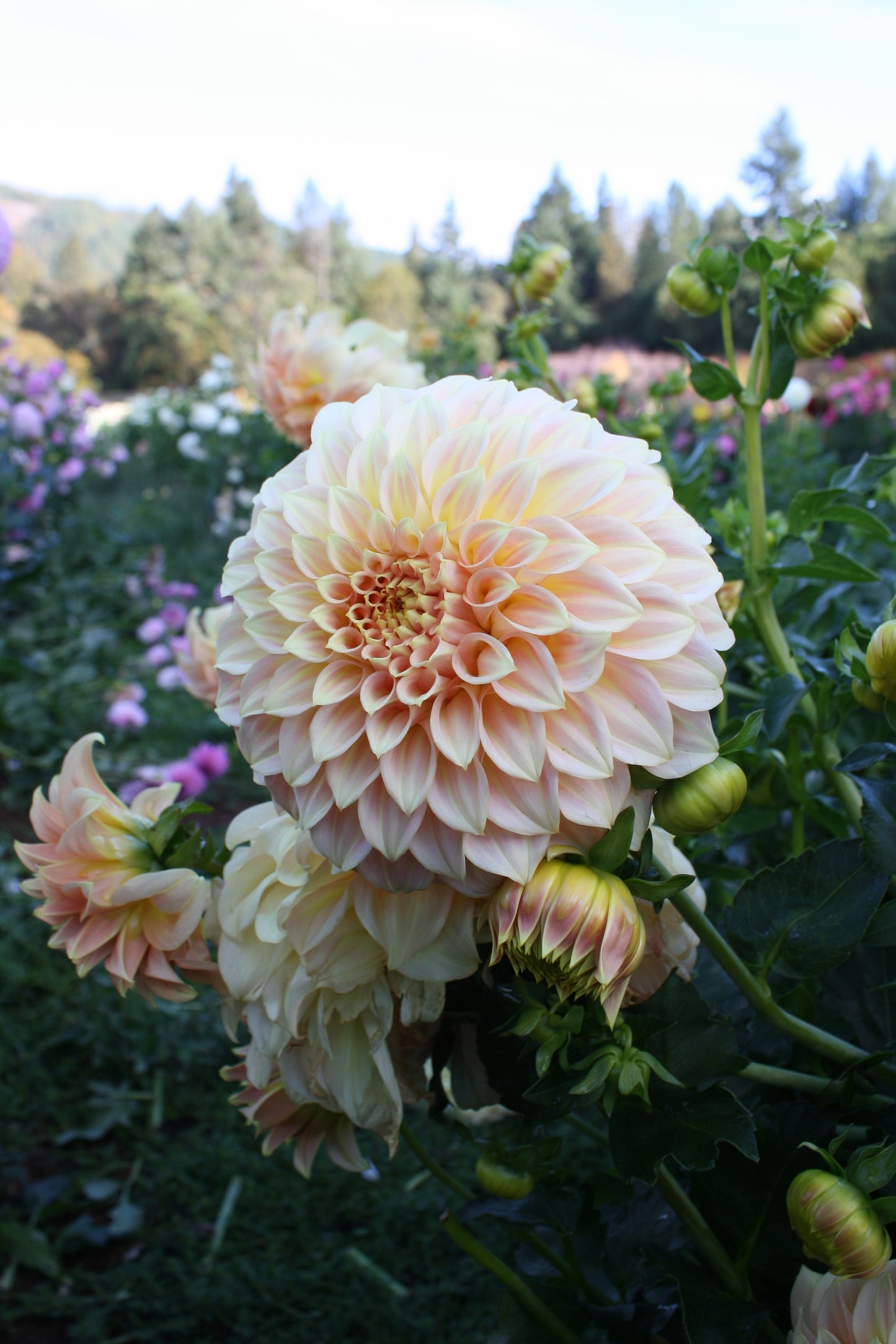 Bracken Sarah Dahlia Tuber