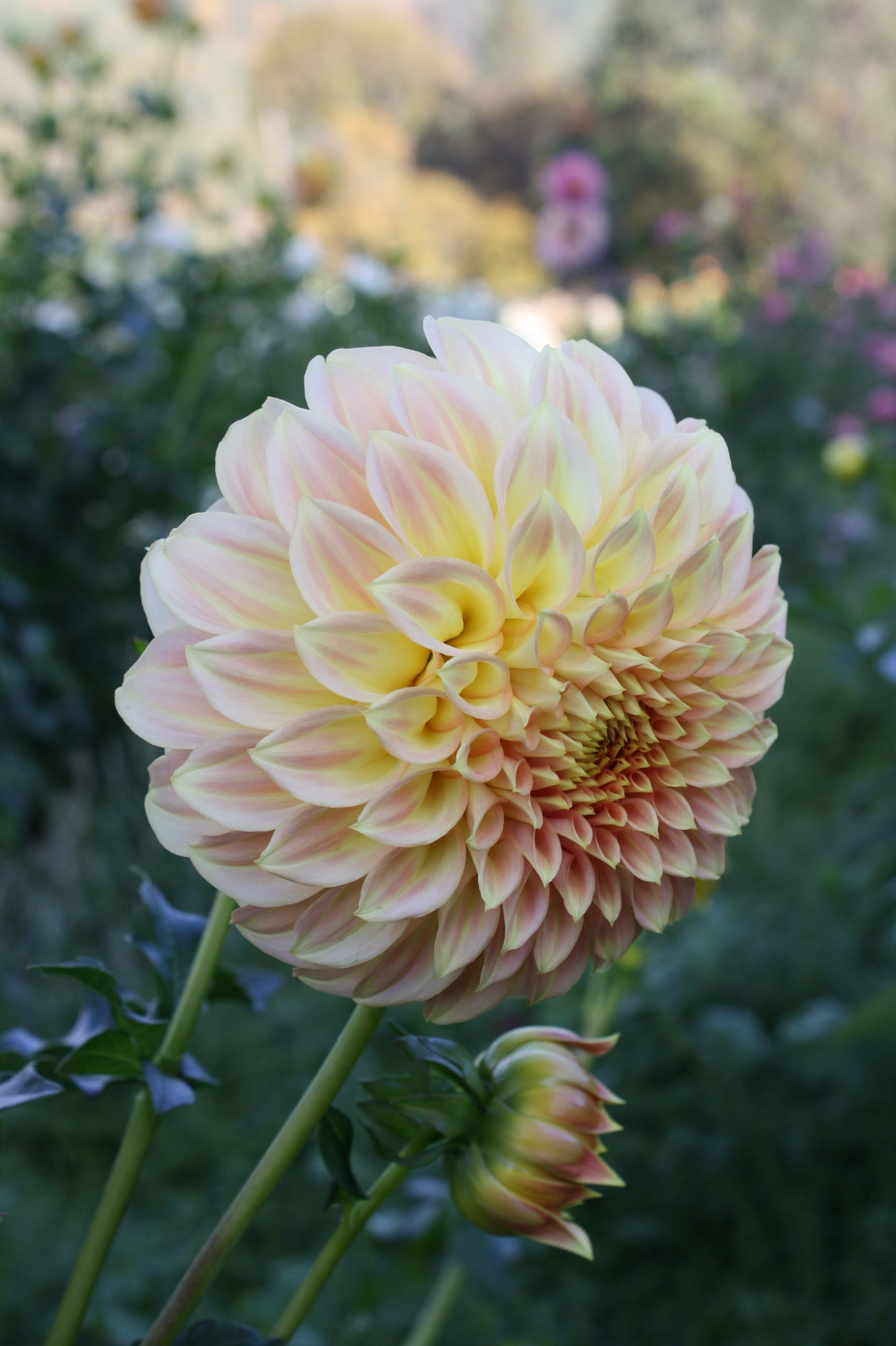 Bracken Sarah Dahlia Tuber