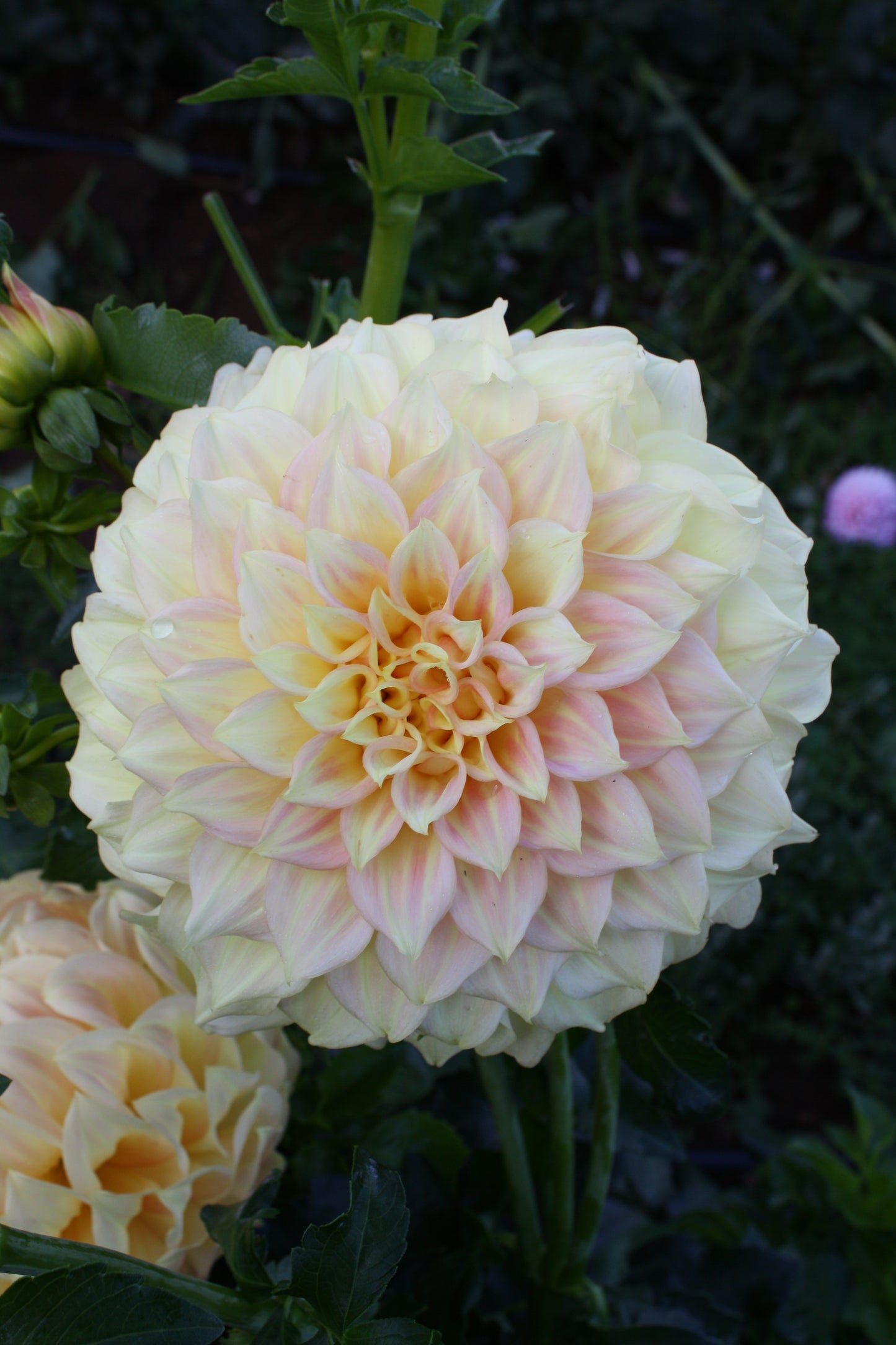 Bracken Sarah Dahlia Tuber
