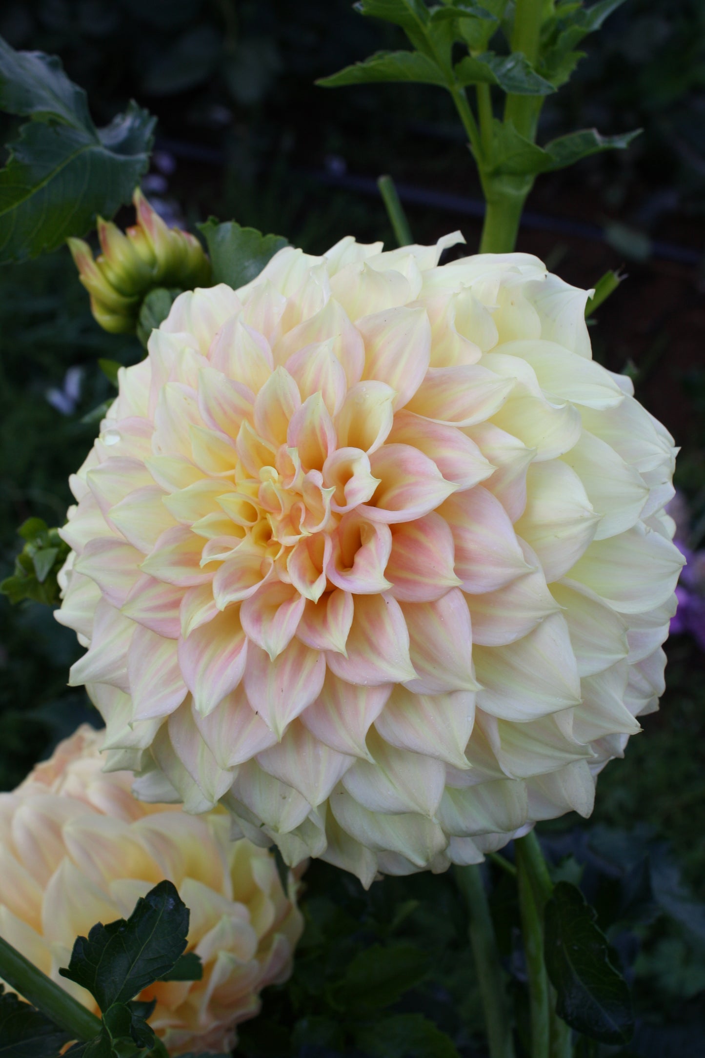 Bracken Sarah Dahlia Tuber