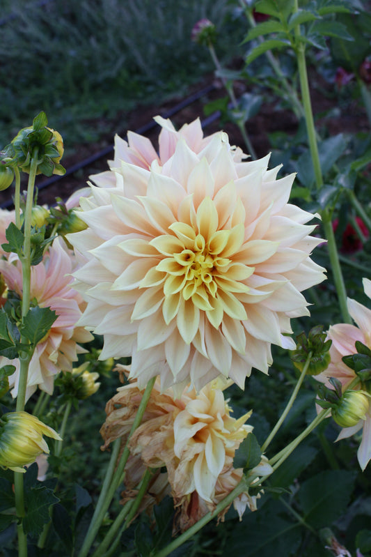 Tyrell Dahlia Tuber