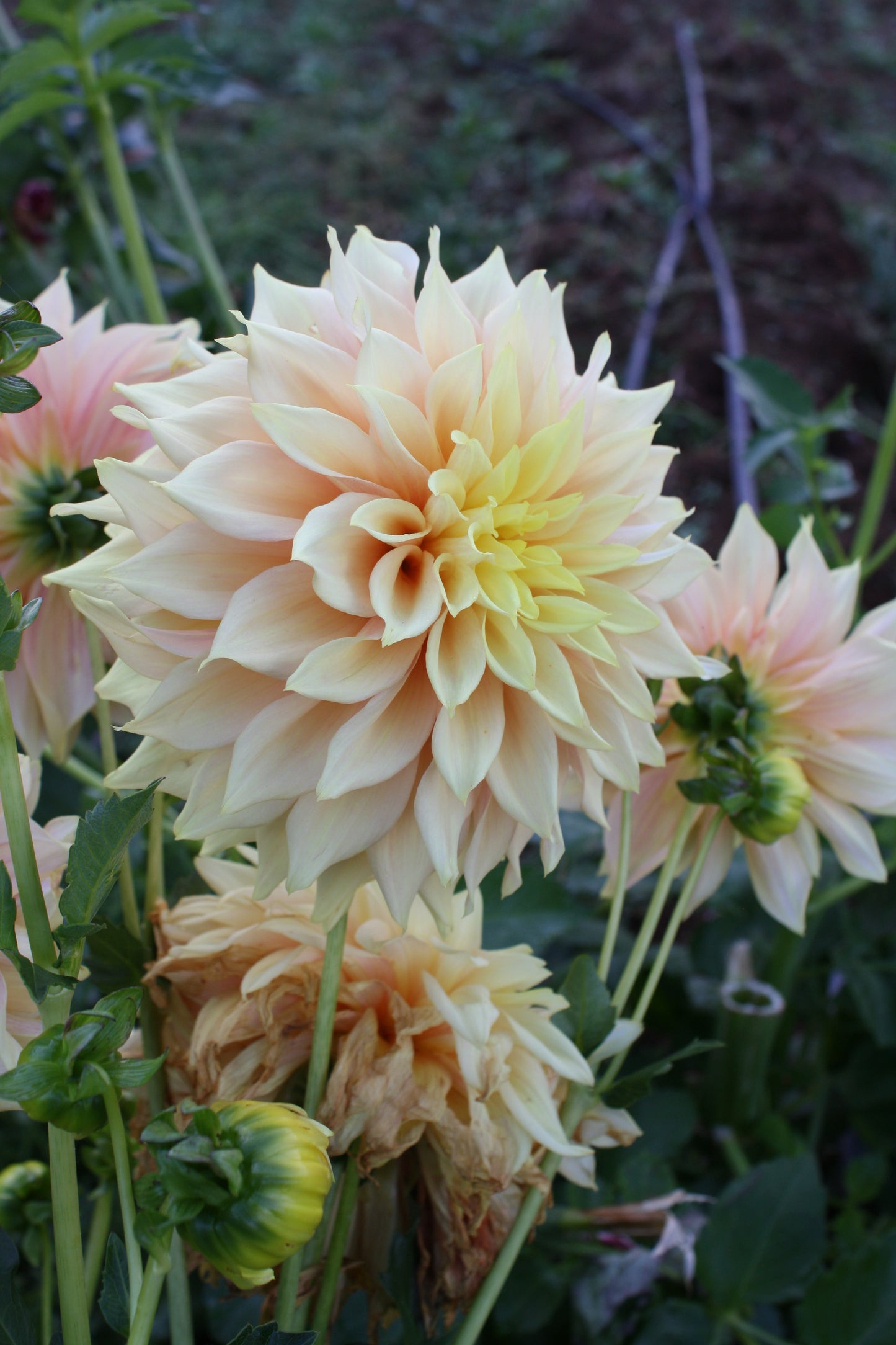 Tyrell Dahlia Tuber