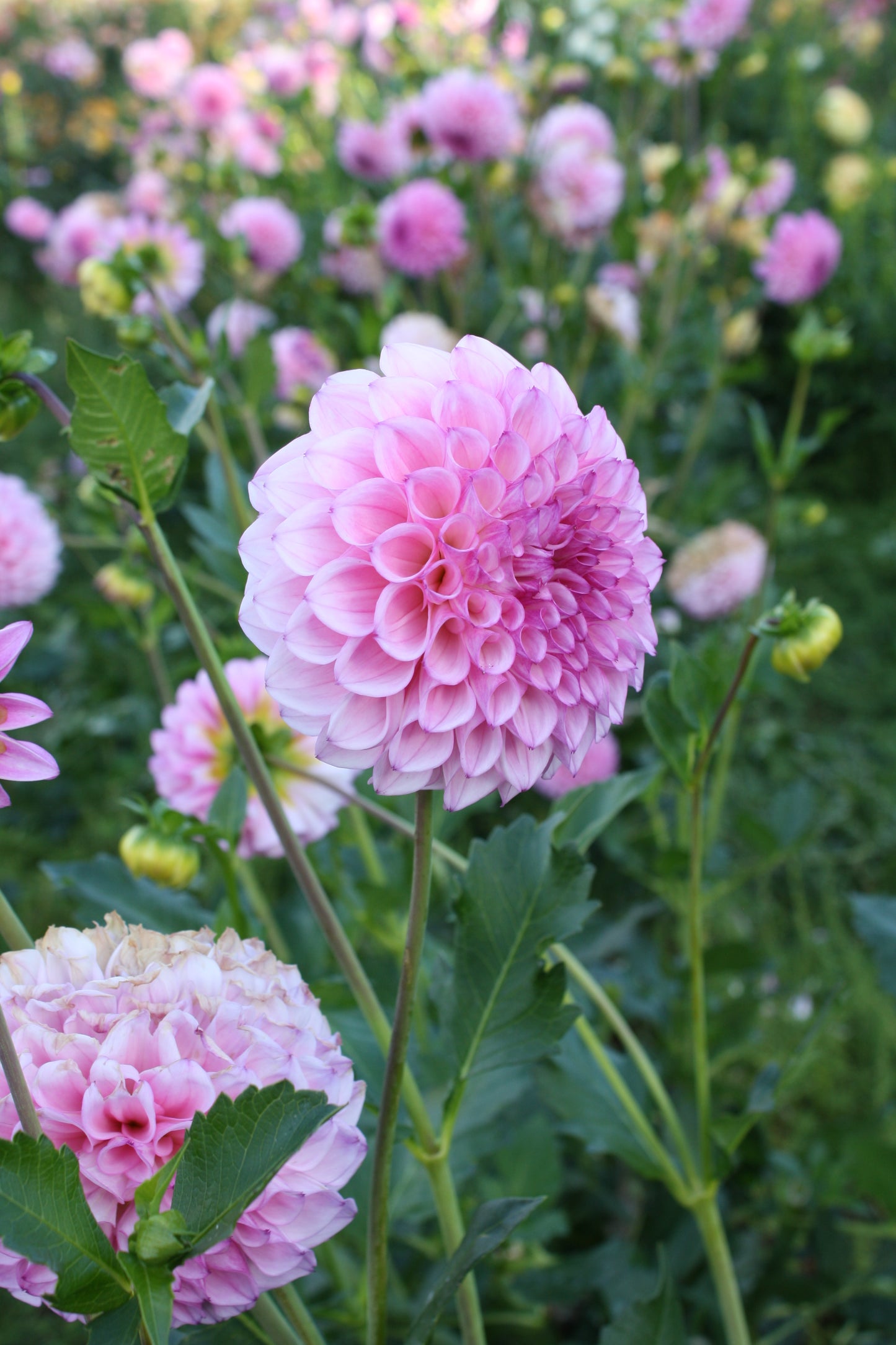 Hilltop Glo Dahlia Tuber