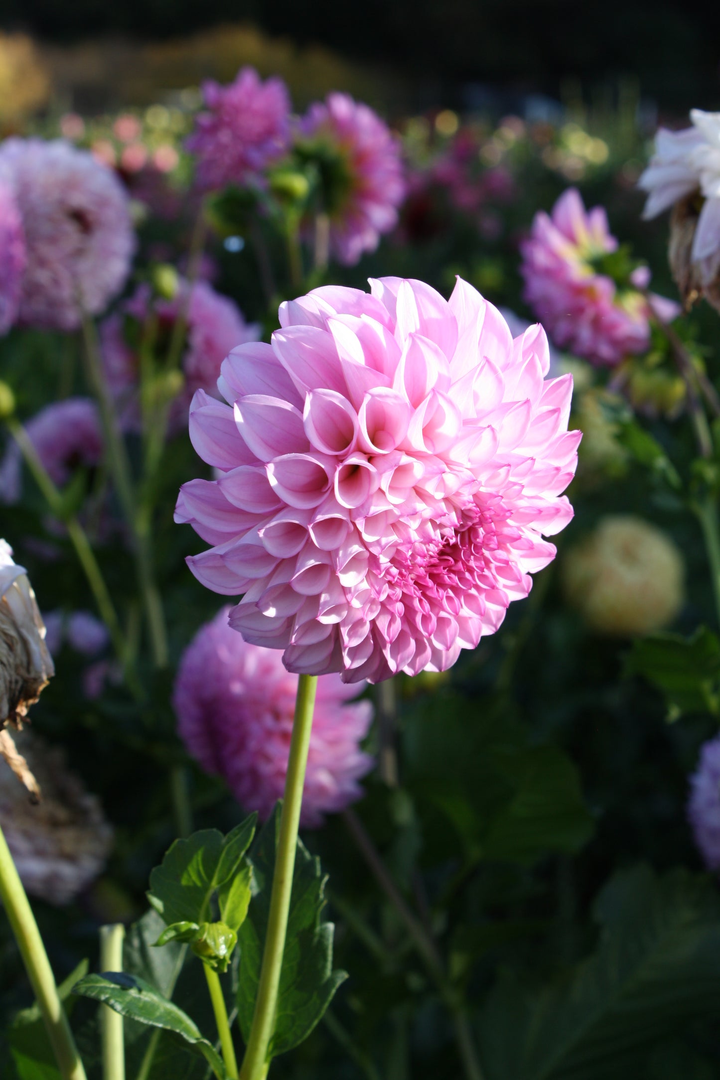 Hilltop Glo Dahlia Tuber