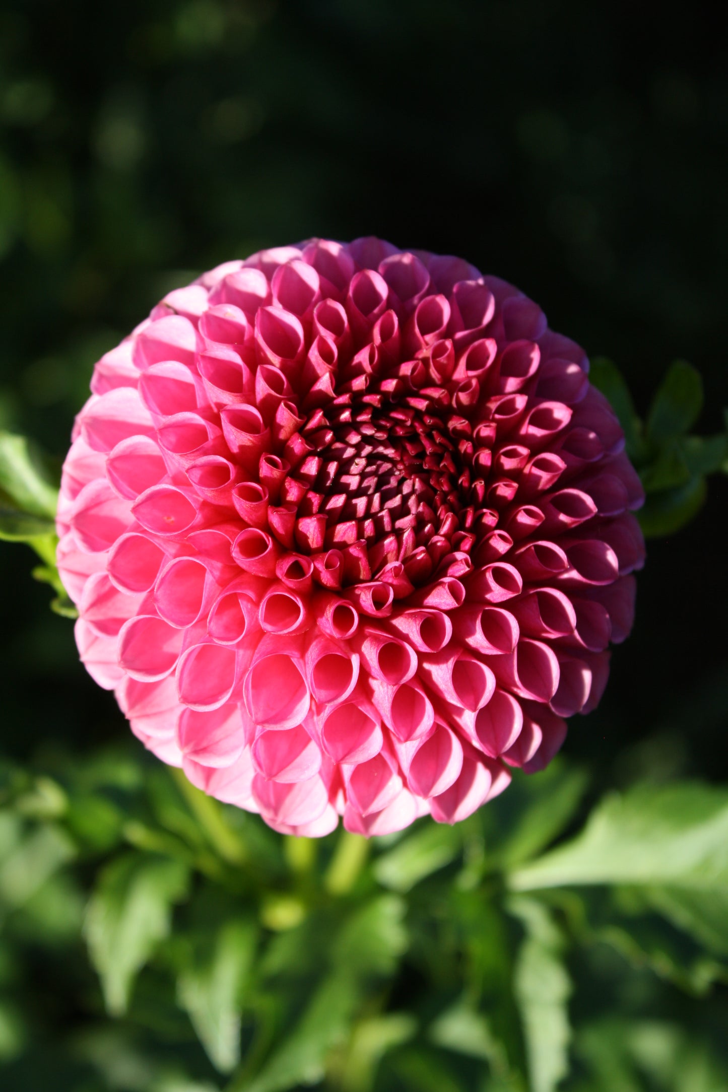 Tahoma April Dahlia Tuber