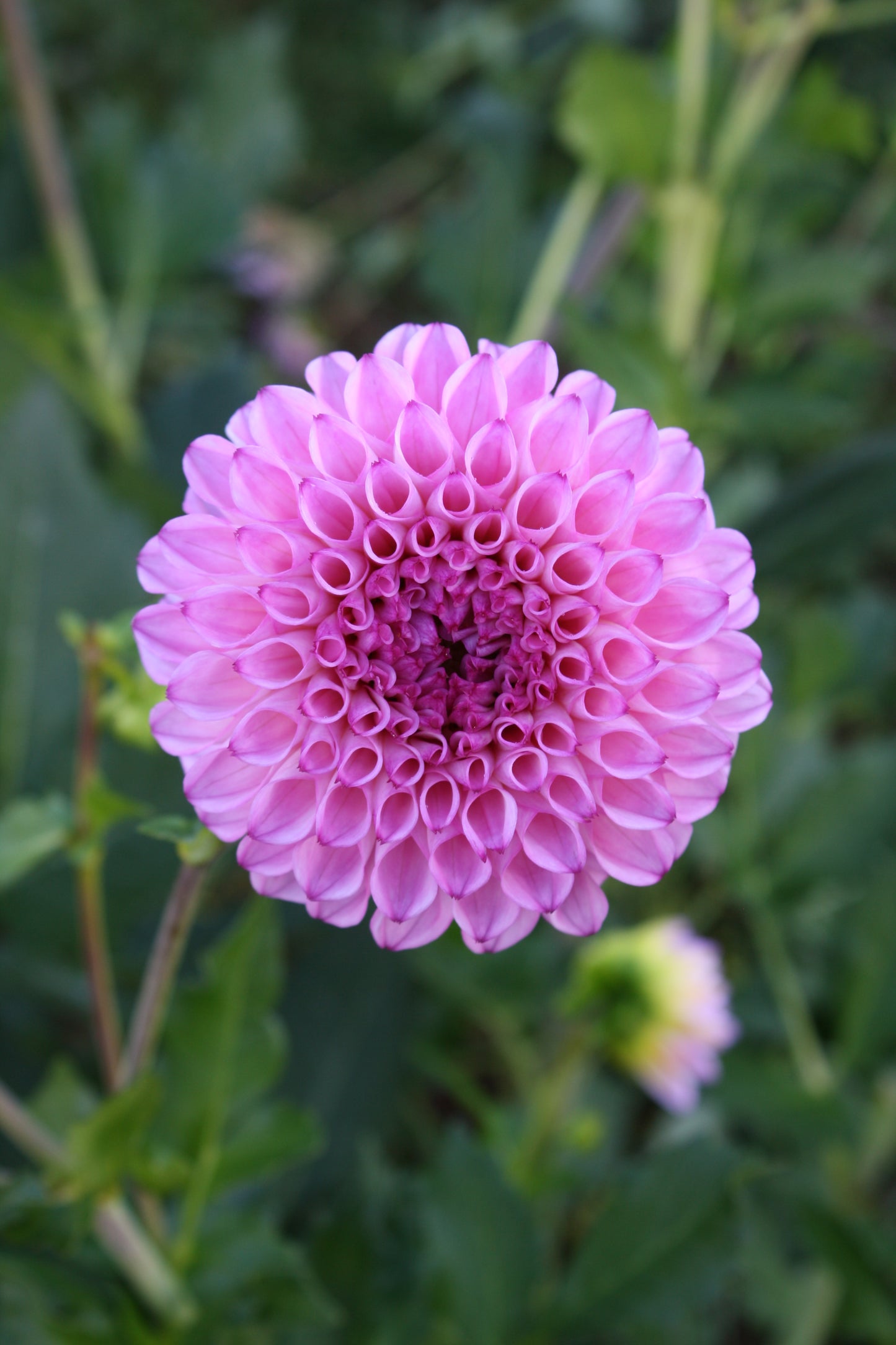 Hilltop Glo Dahlia Tuber
