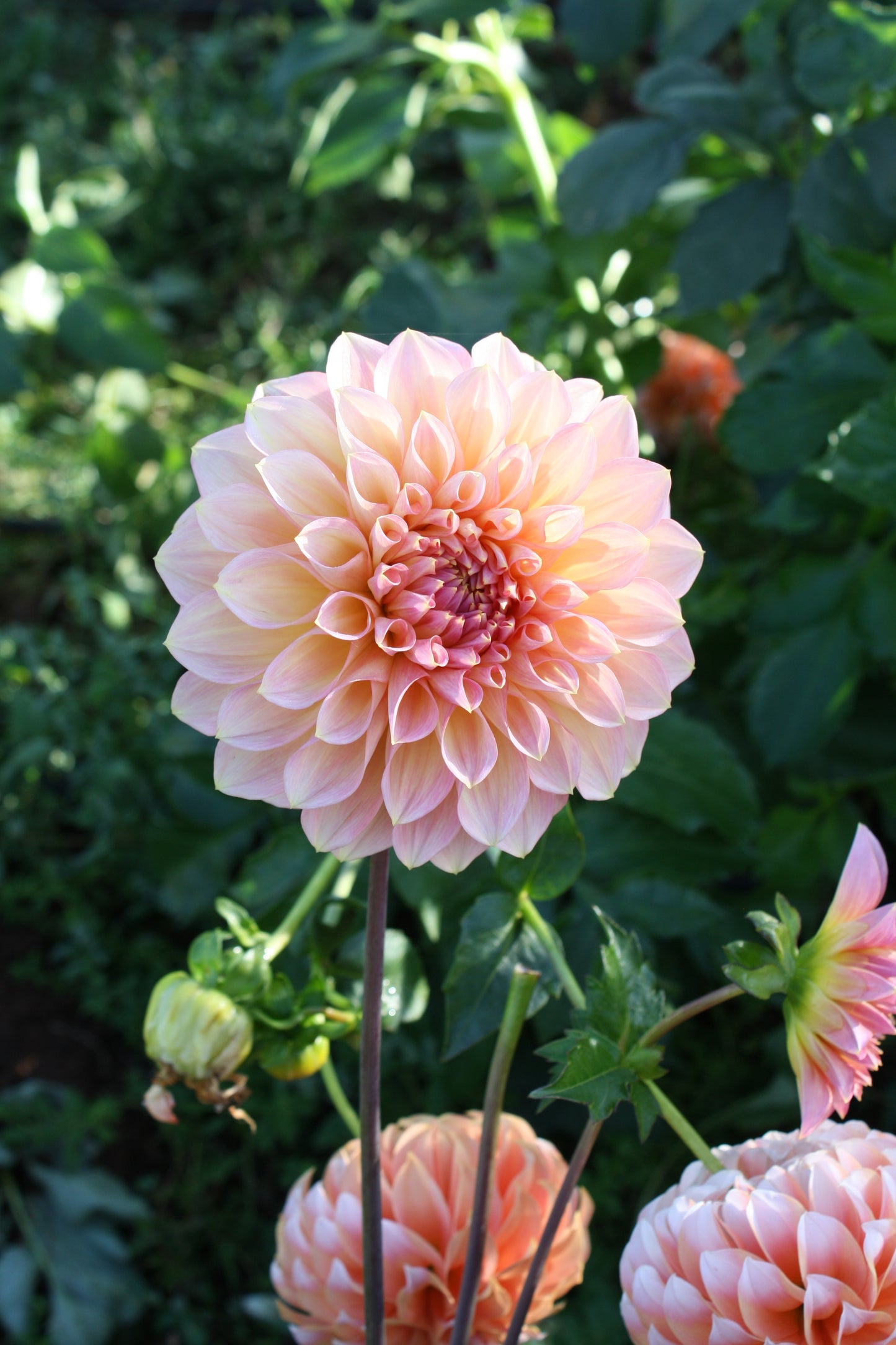 Scaur Swinton Dahlia Tuber