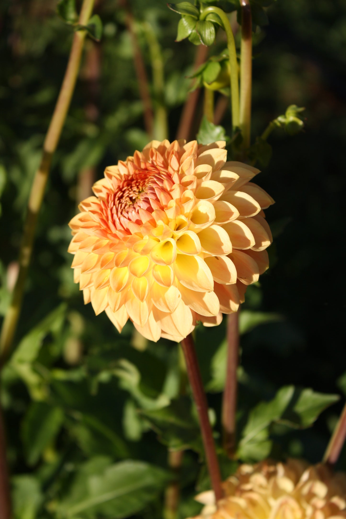 Blyton Softer Gleam Dahlia Tuber