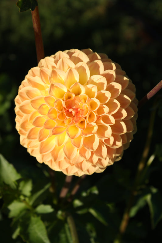 Blyton Softer Gleam Dahlia Tuber