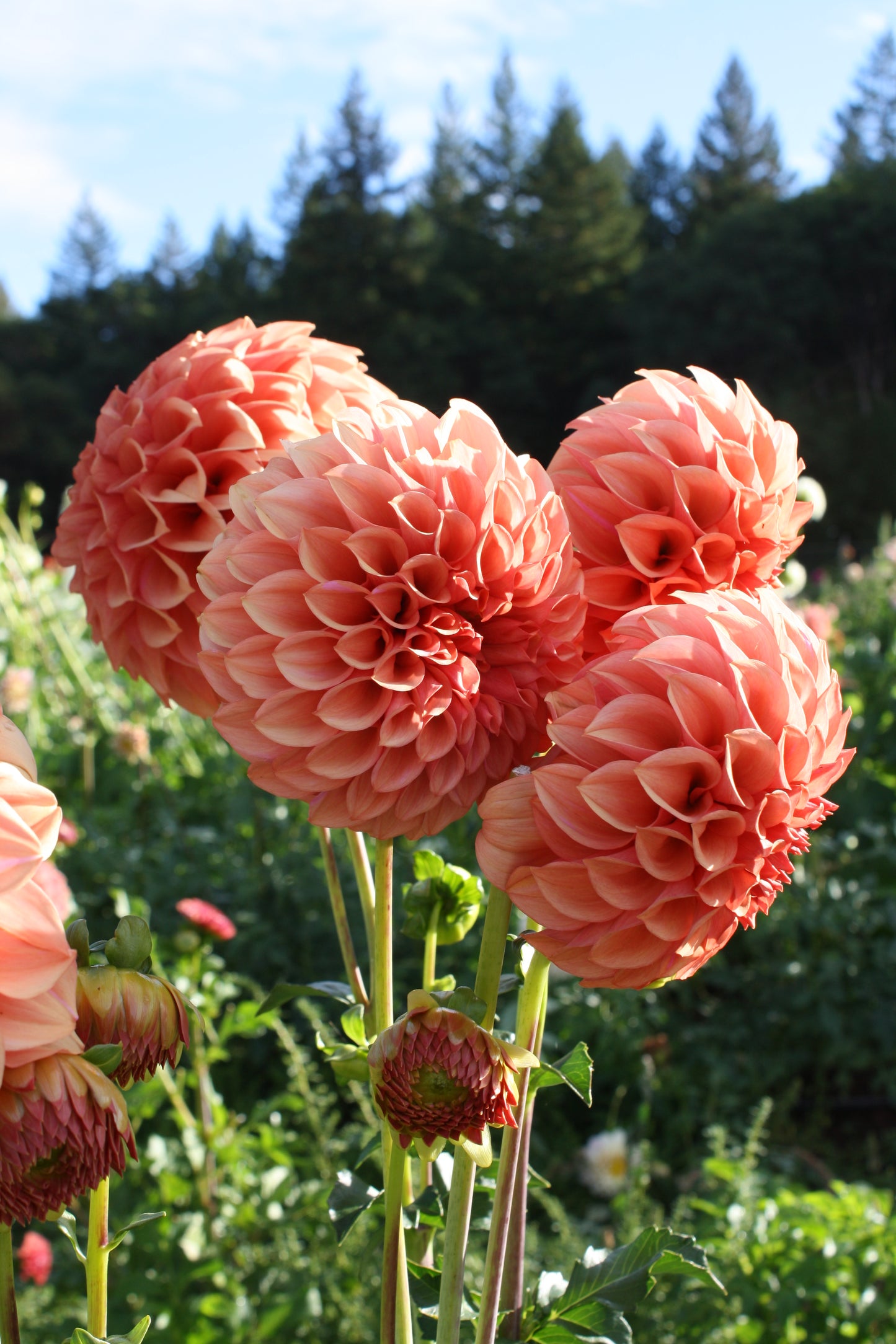 Orange Globe Dahlia Tuber