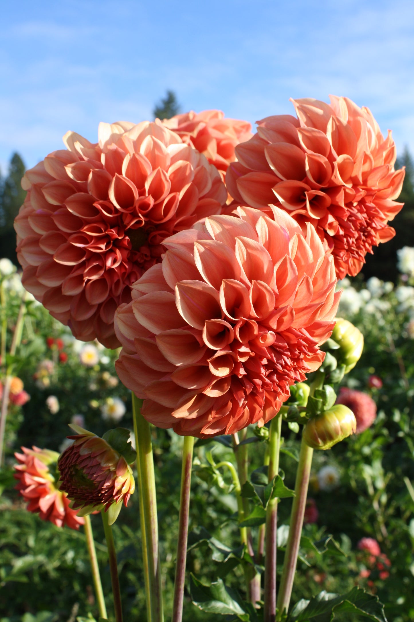 Orange Globe Dahlia Tuber
