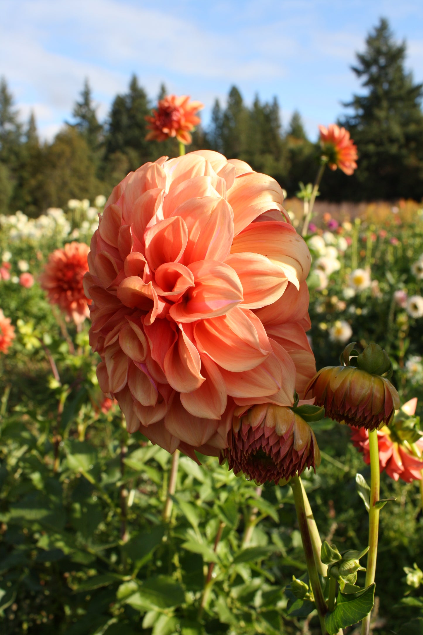 Orange Globe Dahlia Tuber