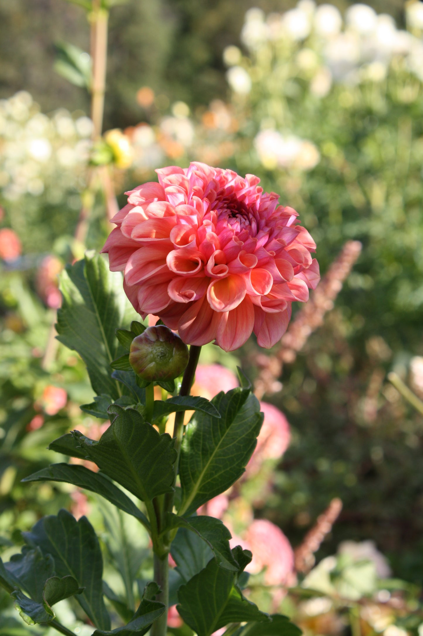 Chewy Dahlia Tuber