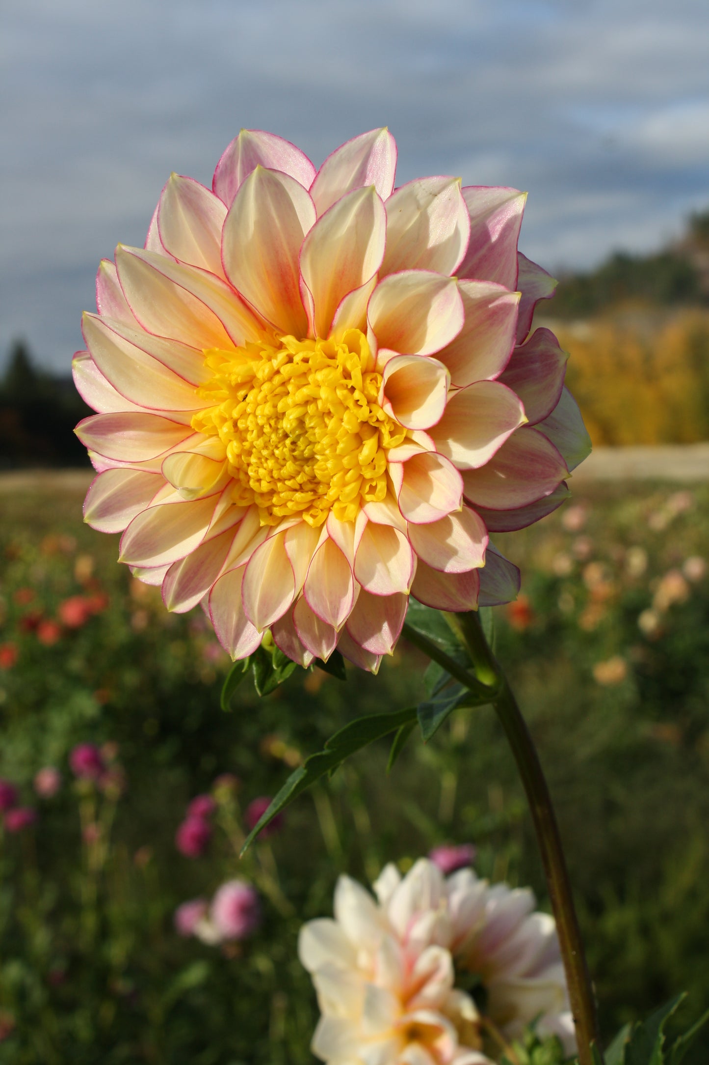 Polka Dahlia Tuber
