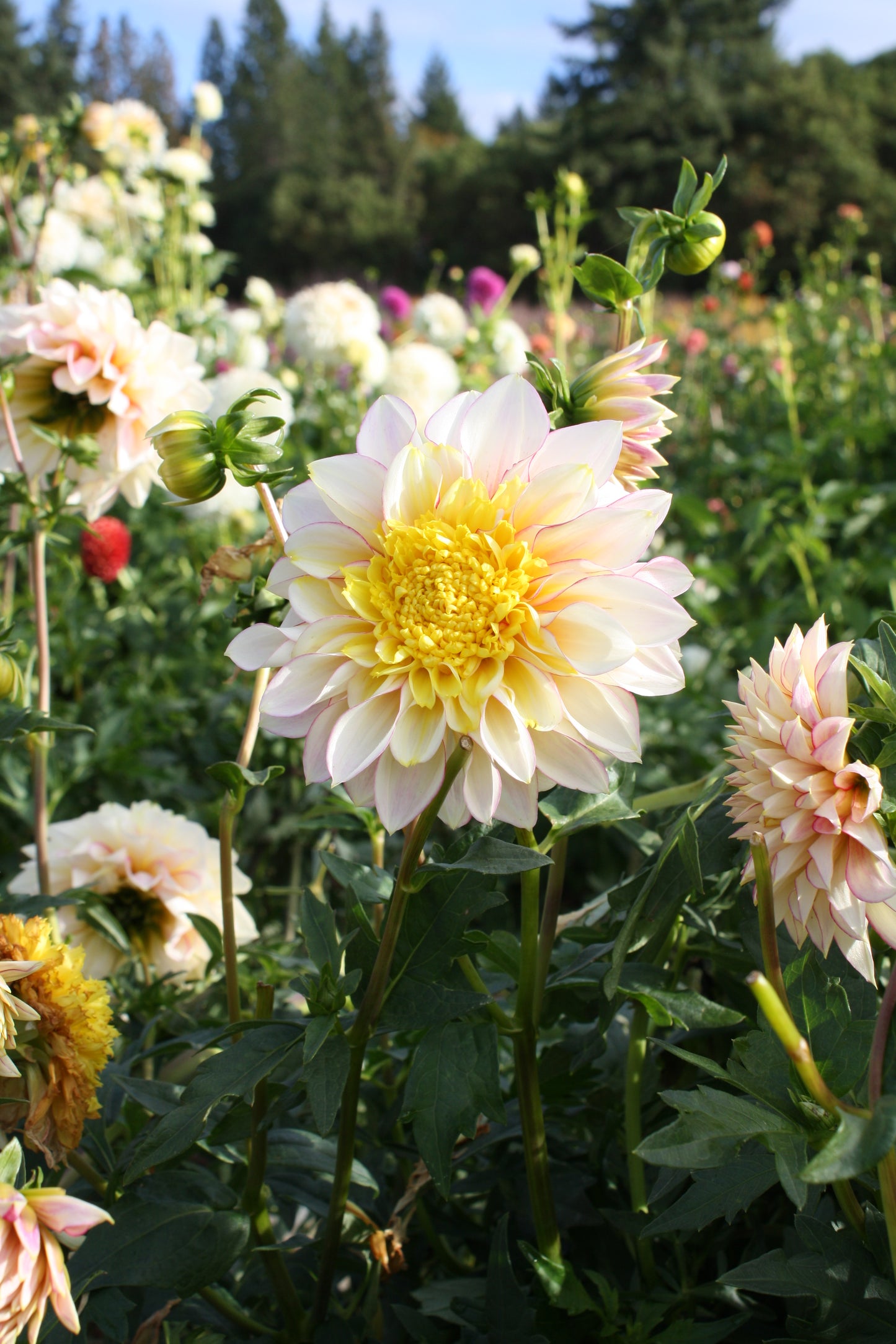 Polka Dahlia Tuber