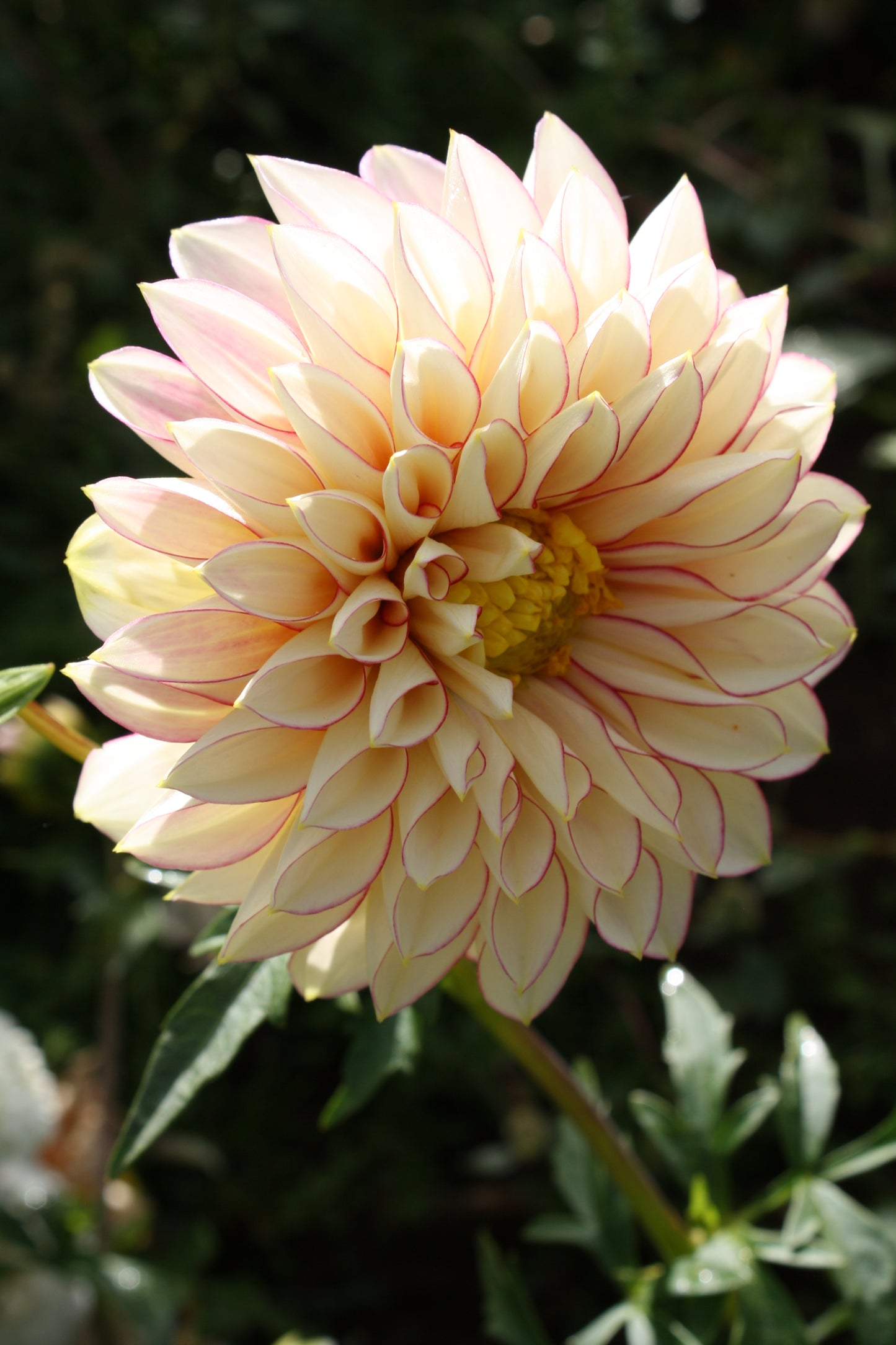 Polka Dahlia Tuber