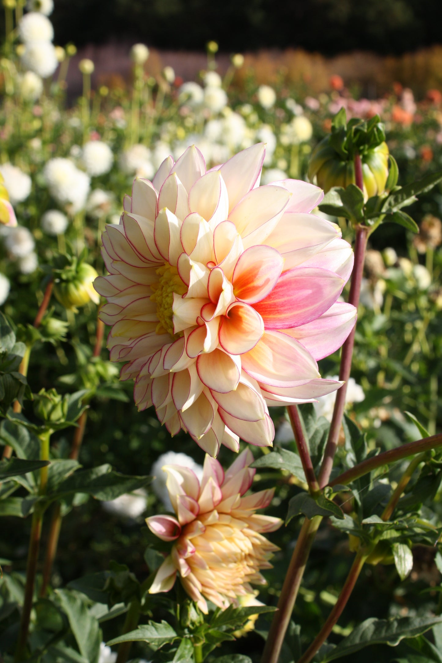 Polka Dahlia Tuber