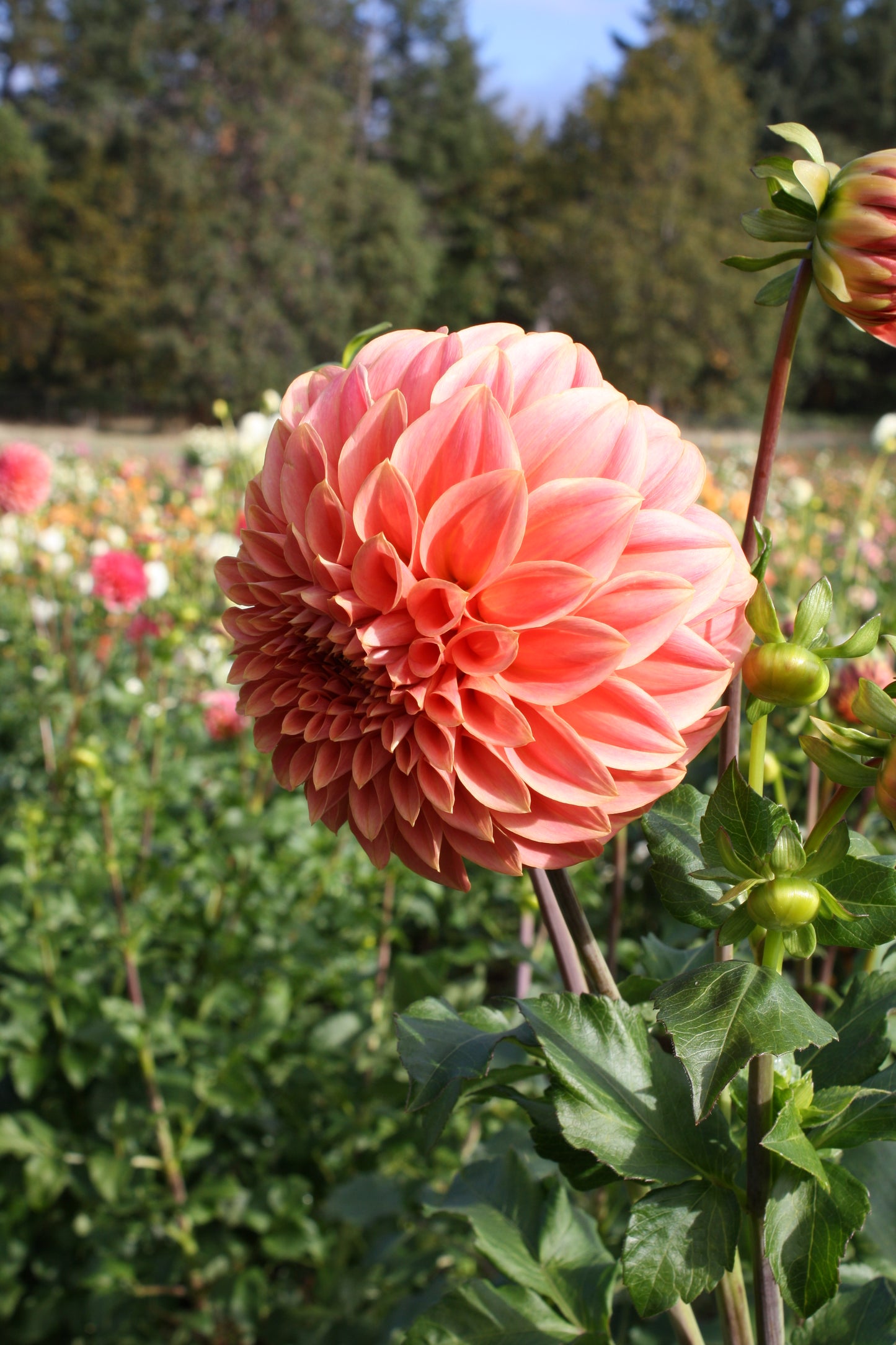 Sylvia Craig Hunter Dahlia Tuber