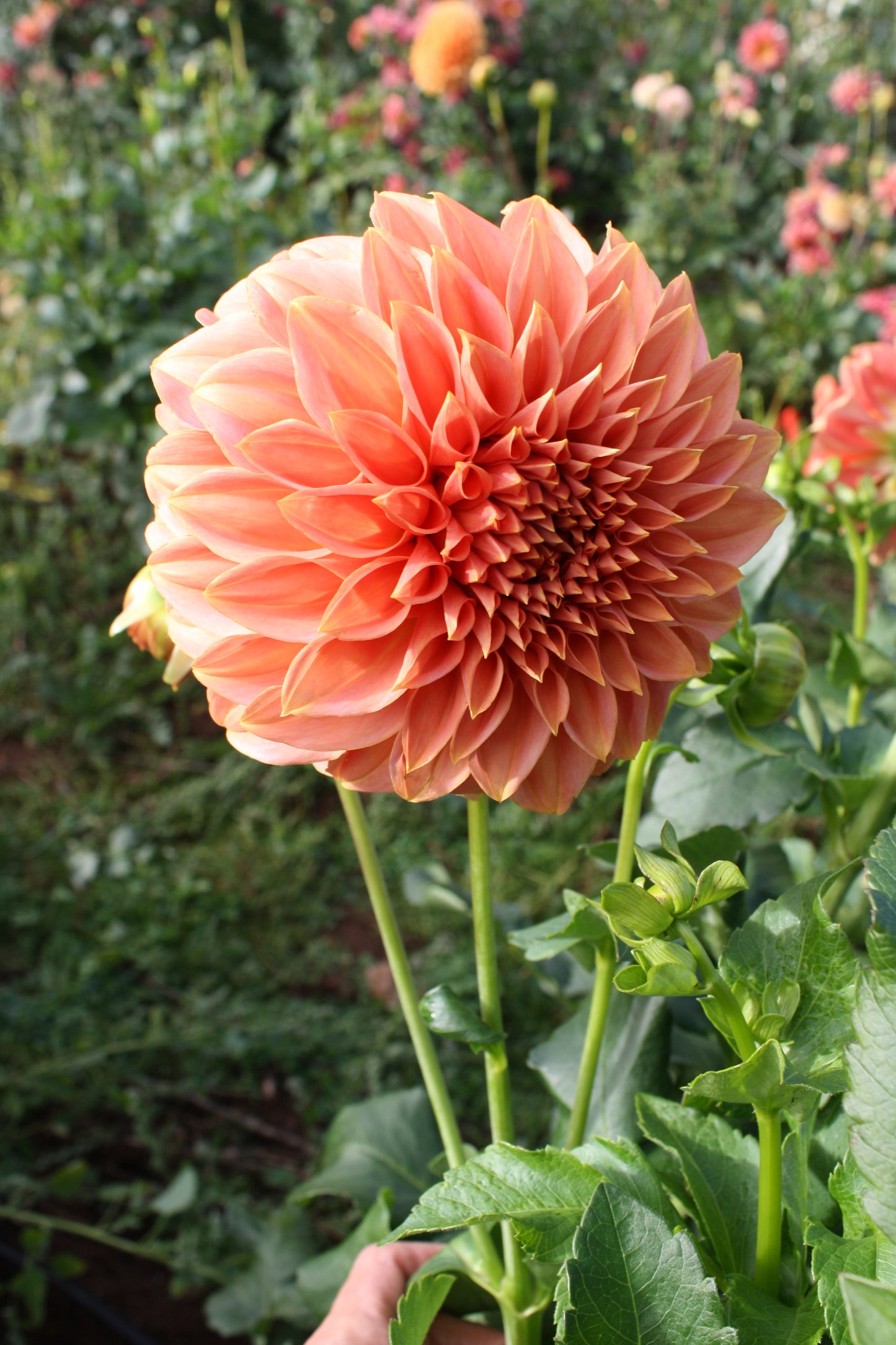 Sylvia Craig Hunter Dahlia Tuber