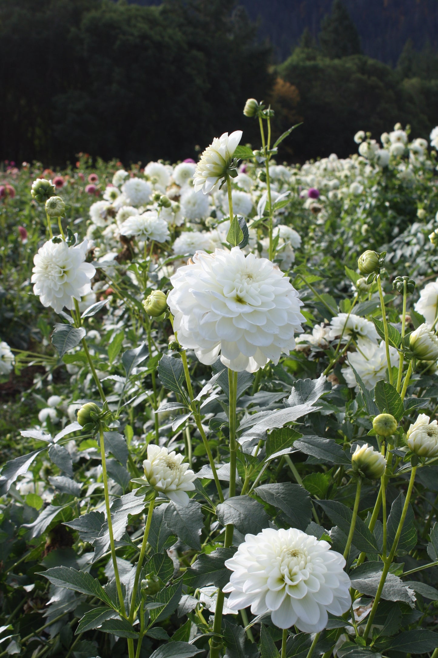 Bride to Be Dahlia Tuber